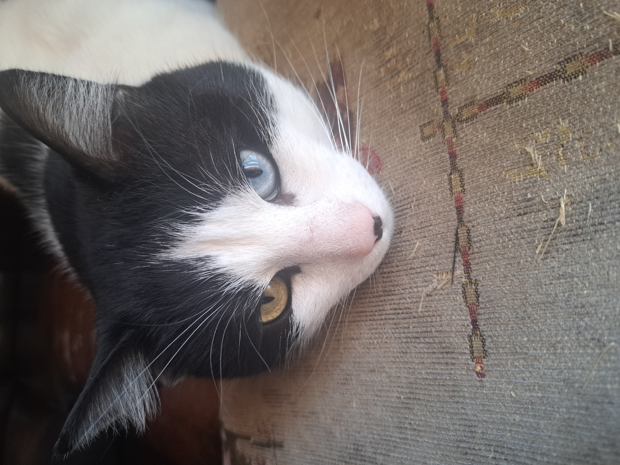 Cat with mismatched eyes and instant noodles documented indoors