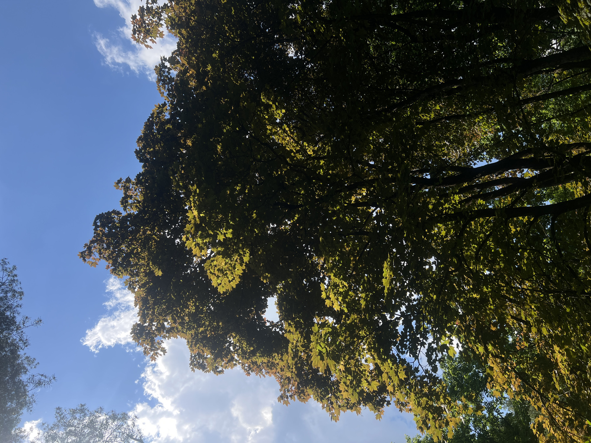 Tree canopy observed against blue sky in Saint Petersburg