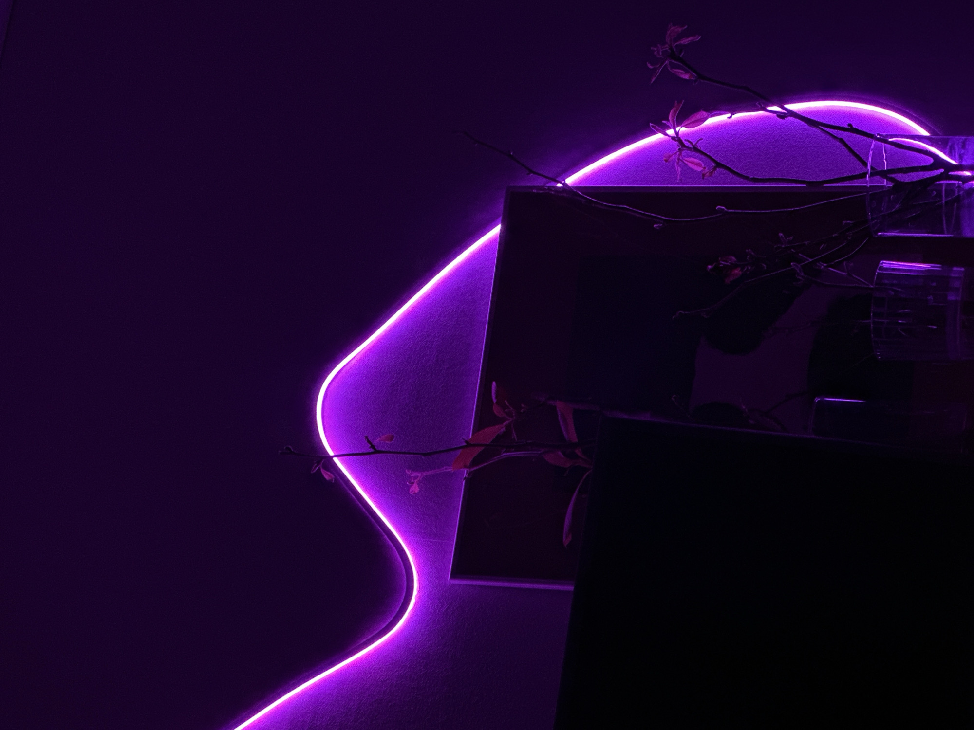 Pets relax in purple-lit home in Trudovaya, Russia