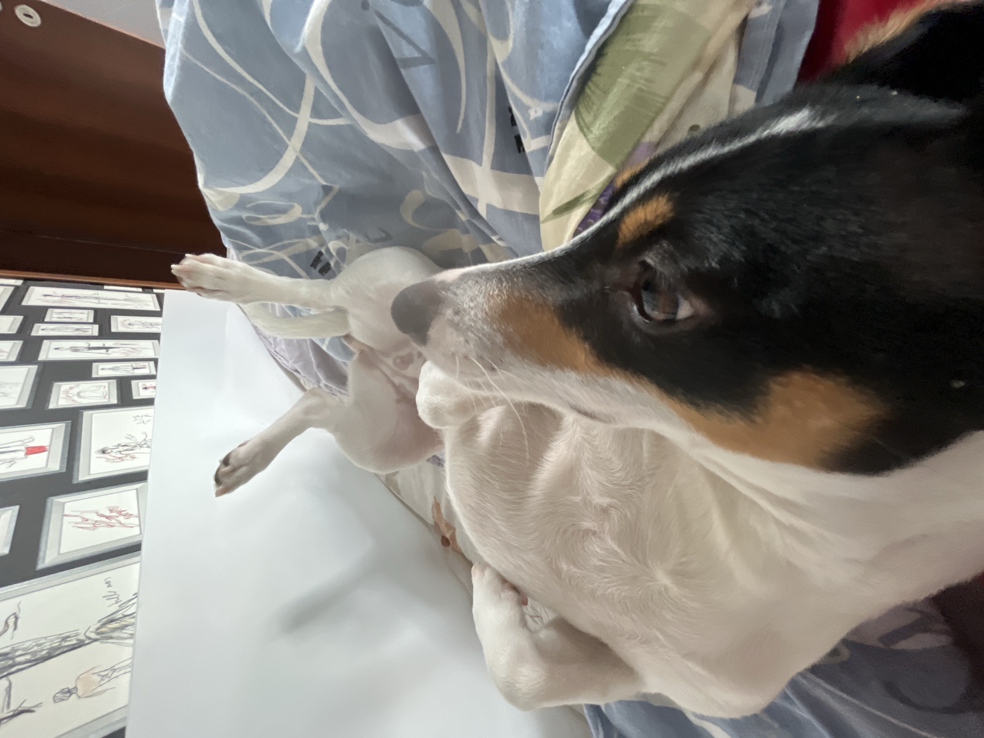 Jack Russell Terrier rests peacefully on bed in Varna