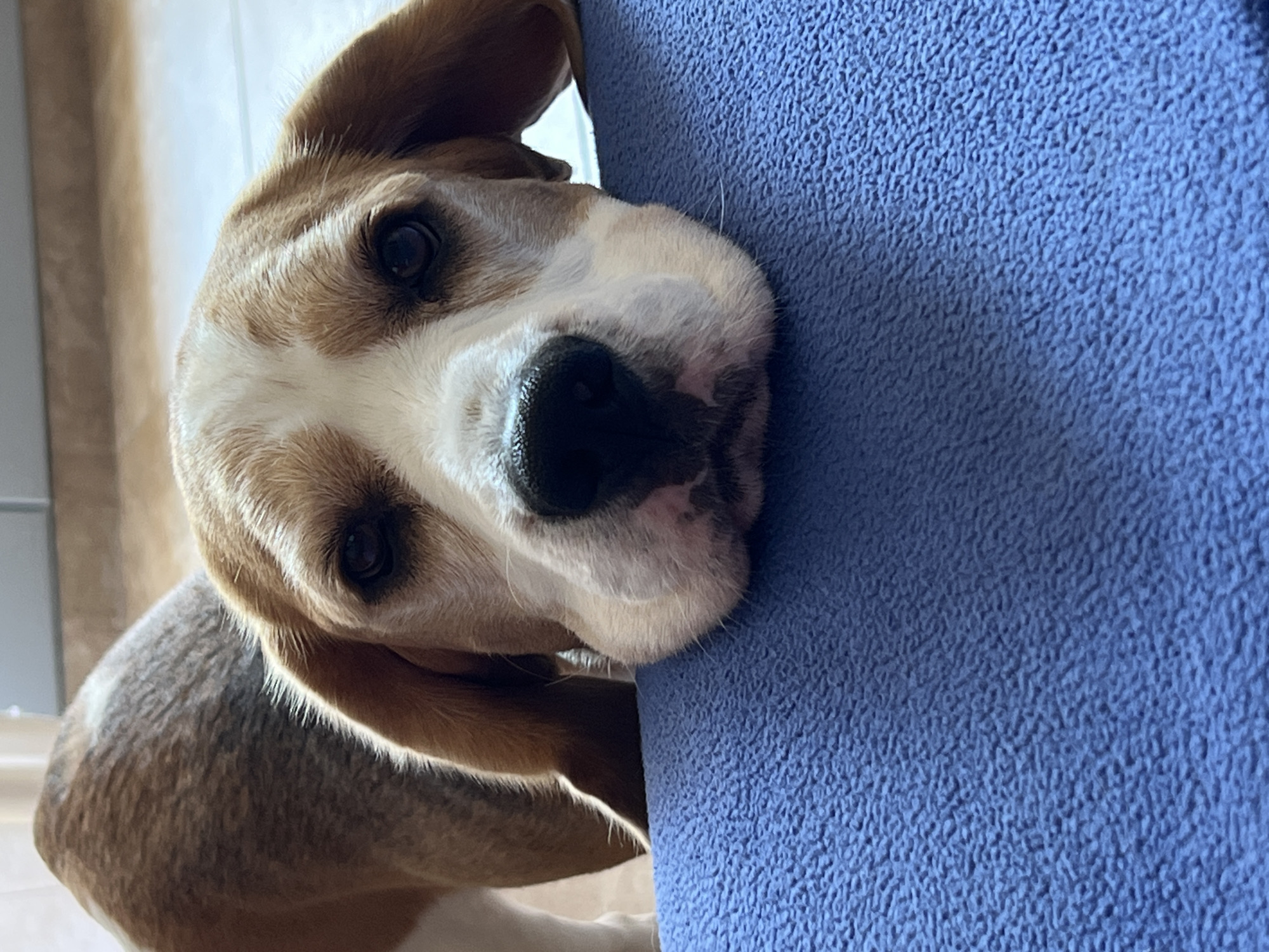 Beagle and tabby cat share a Budva morning together