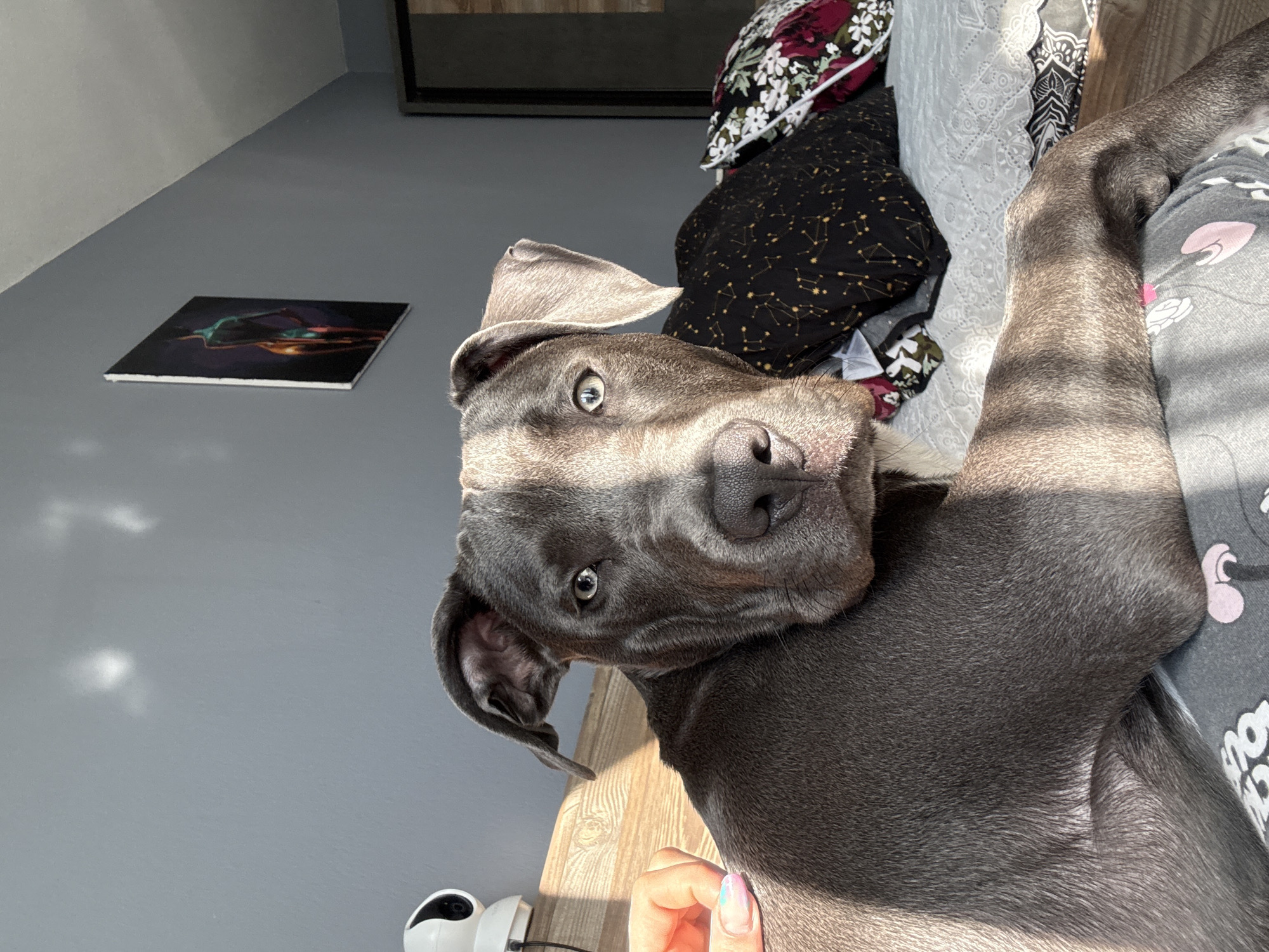 Pitbull dog spotted resting in Varna, Bulgaria