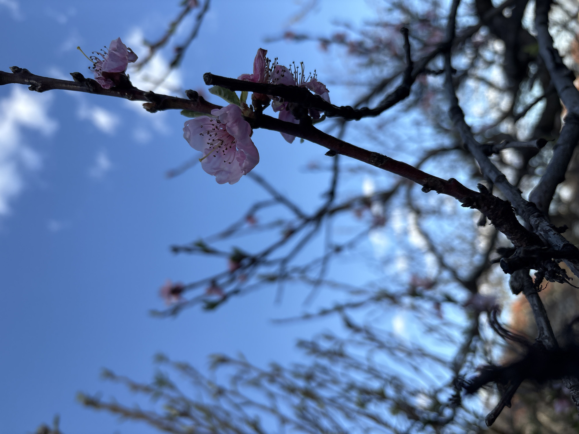 Spring flowers bloom in Maglizh, Bulgaria