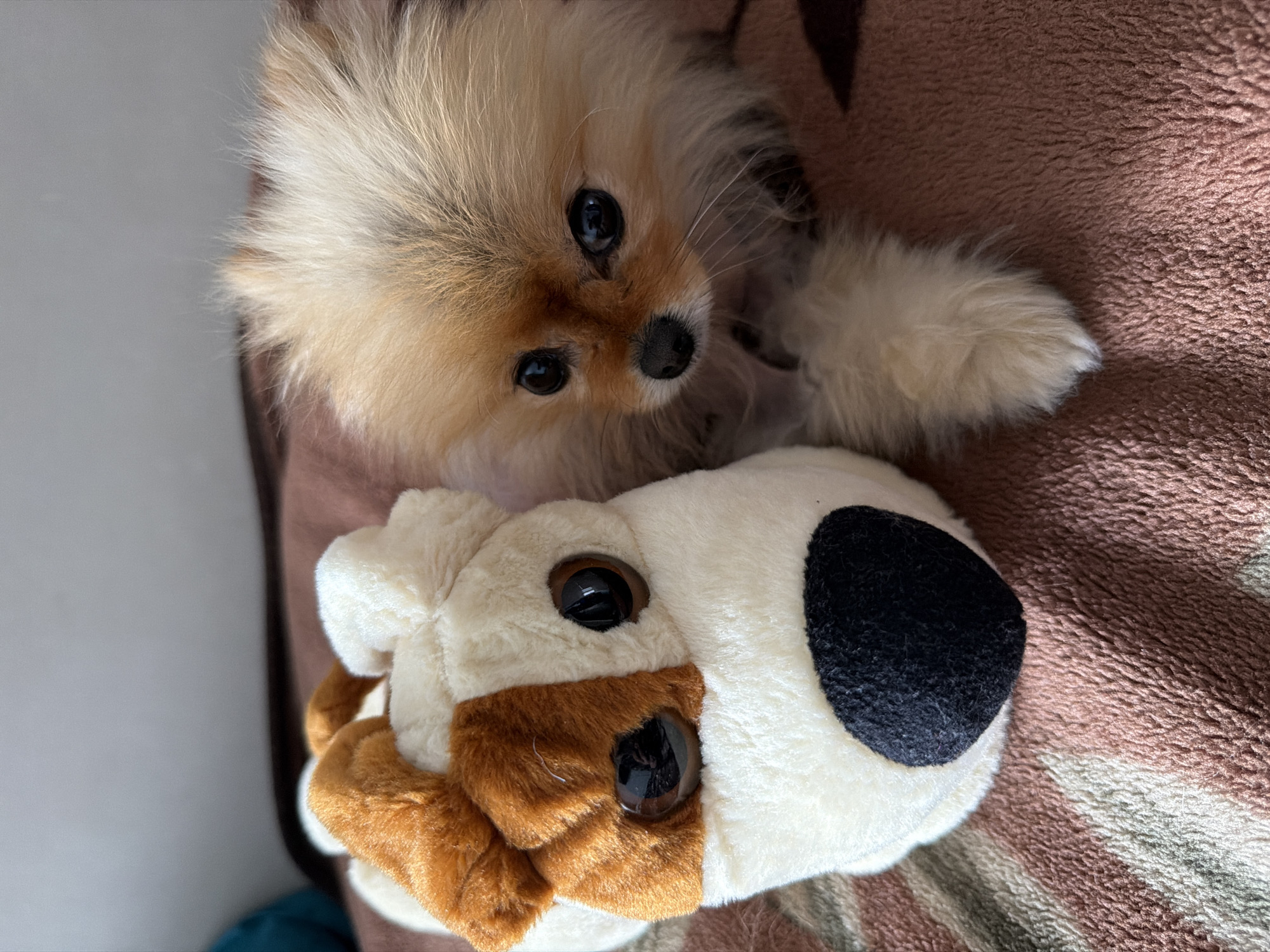 Pomeranian rests with stuffed toy on blanket