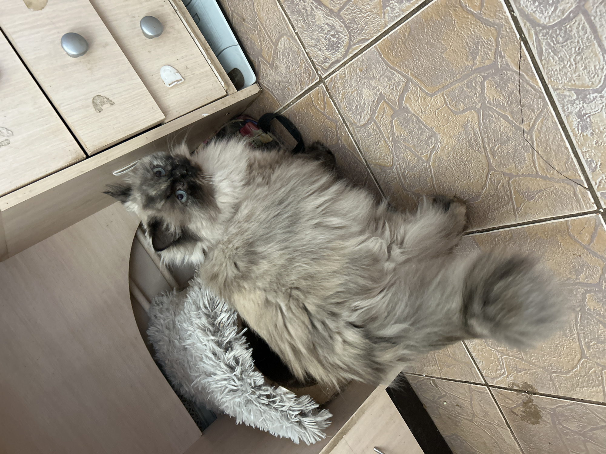 Cat and dog captured in routine household moments in Rusalevka