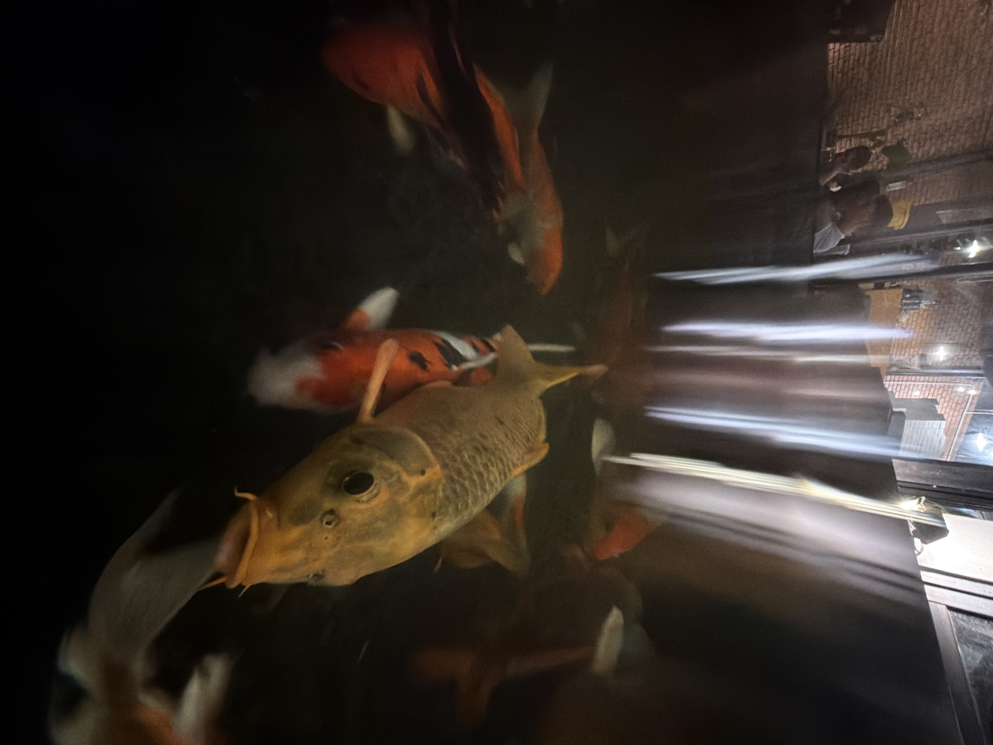 Visitor observes colorful koi fish in indoor pond, Đà Nẵng
