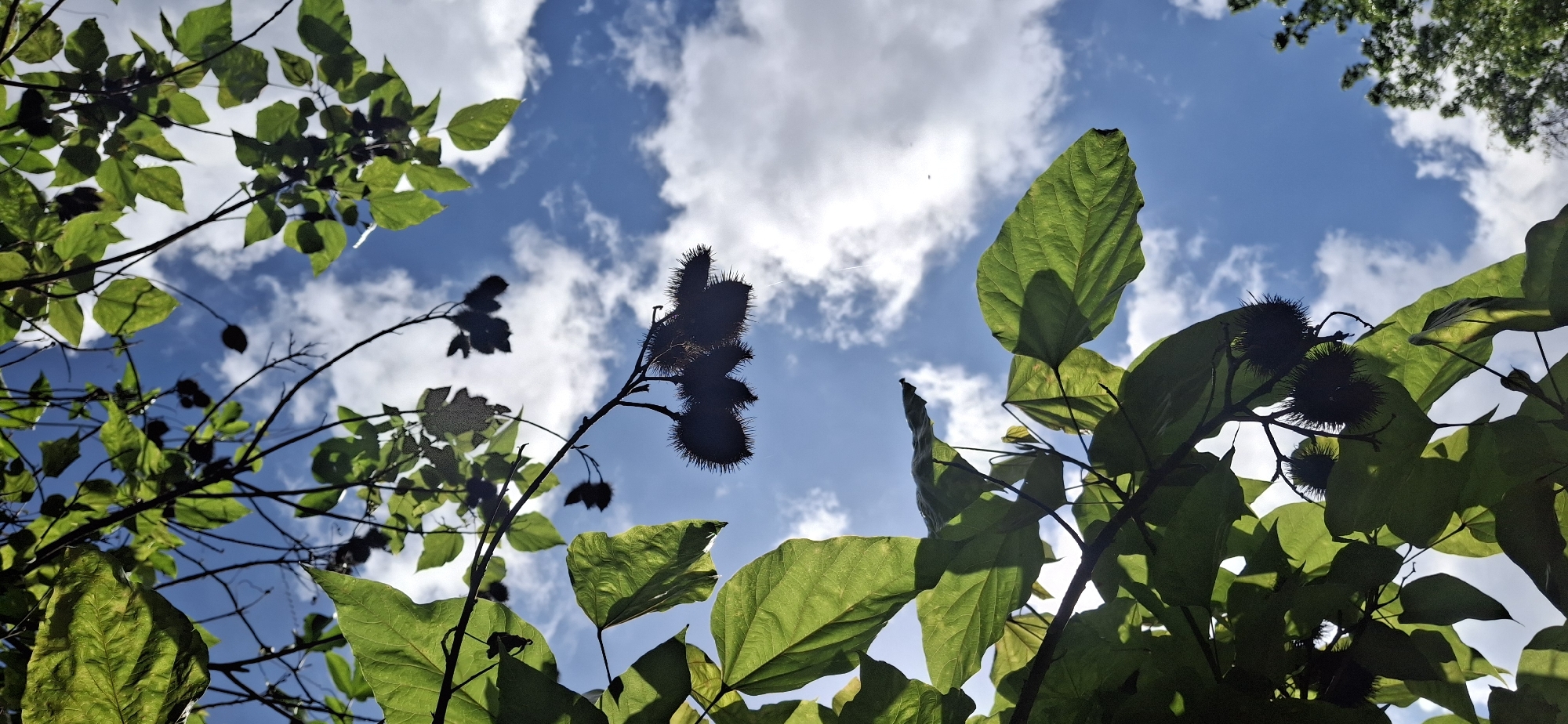 Tropical nature walk in Vallecito, featuring lizard and canopy views