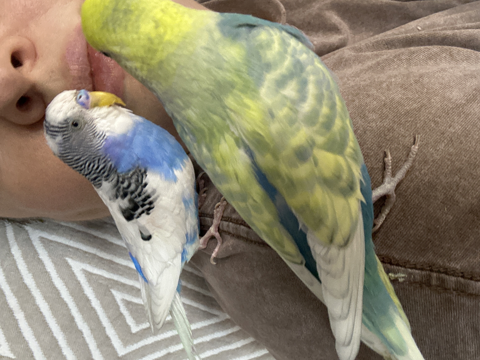 Two budgerigars get cozy up close indoors in Omsk