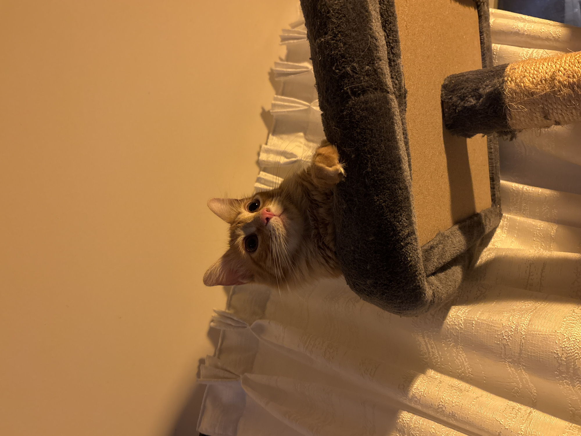 Orange cat clings upside down on tree in Jiutepec