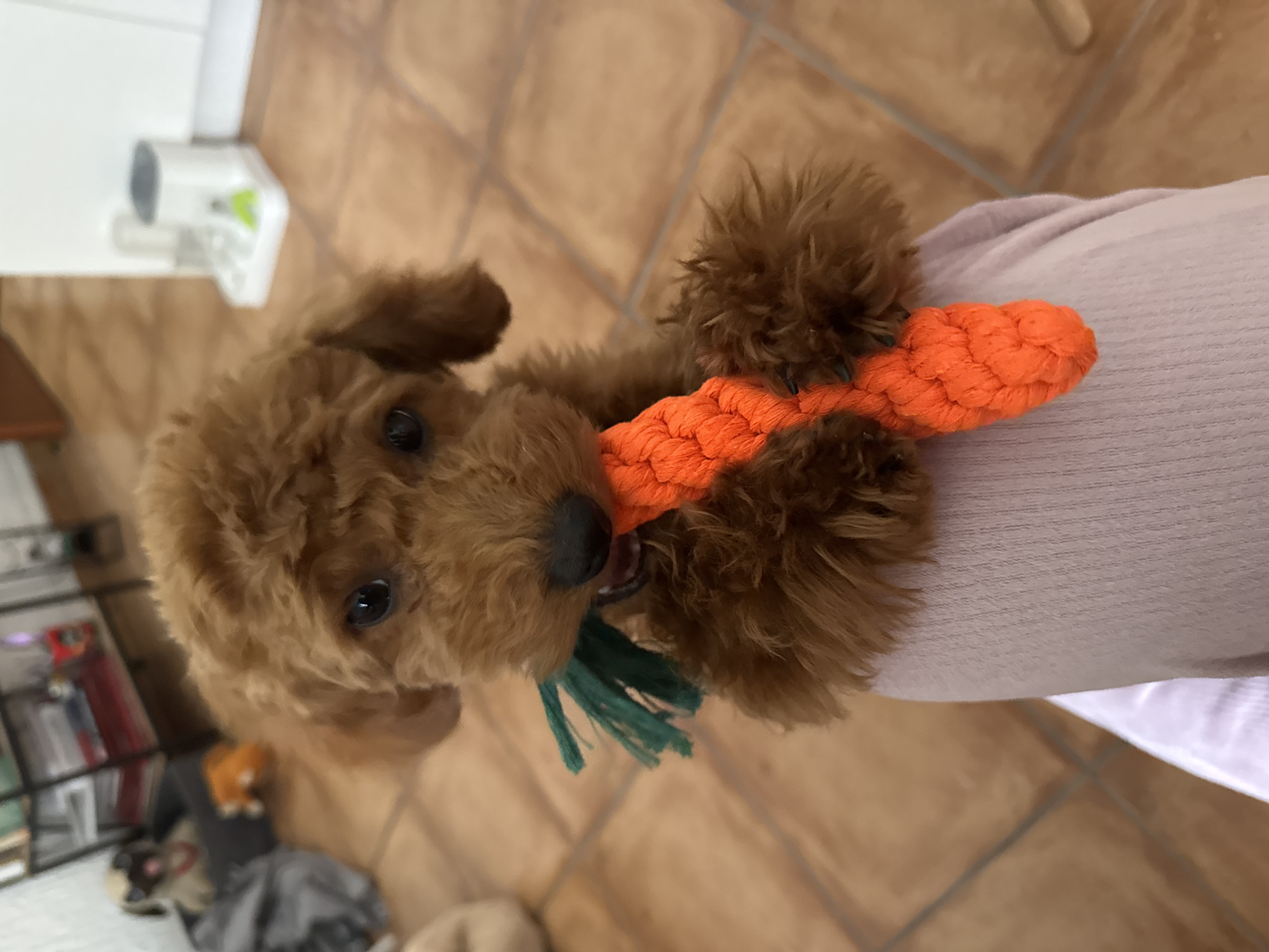Puppy playtime and social media content captured in Montenegro