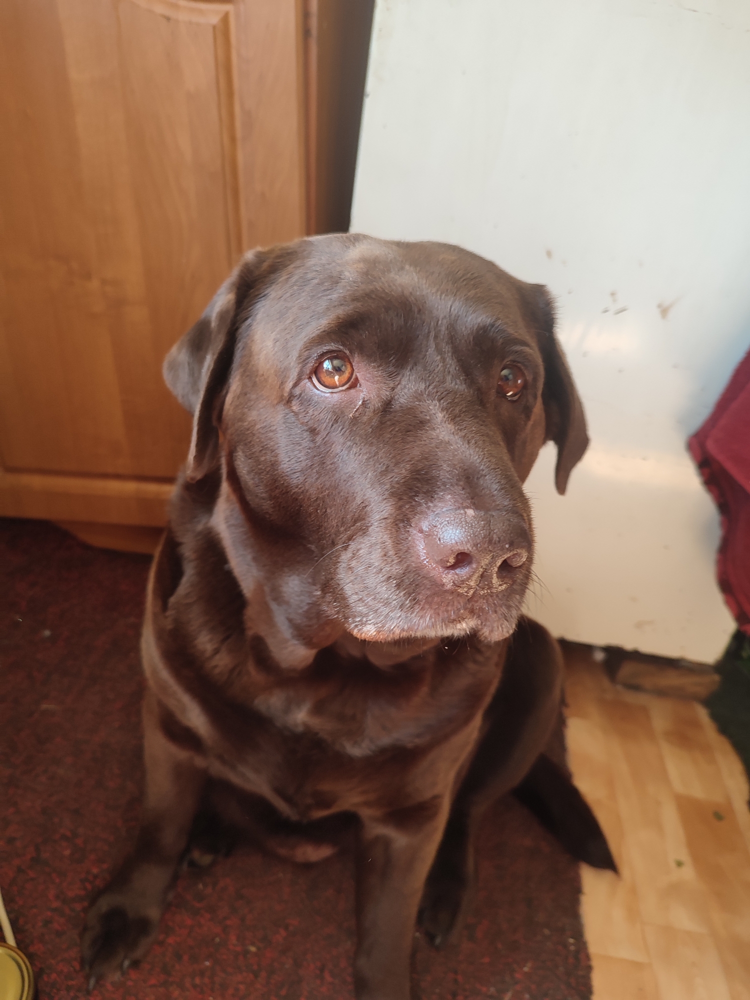 Chocolate Lab and outdoor portrait from rural Russia