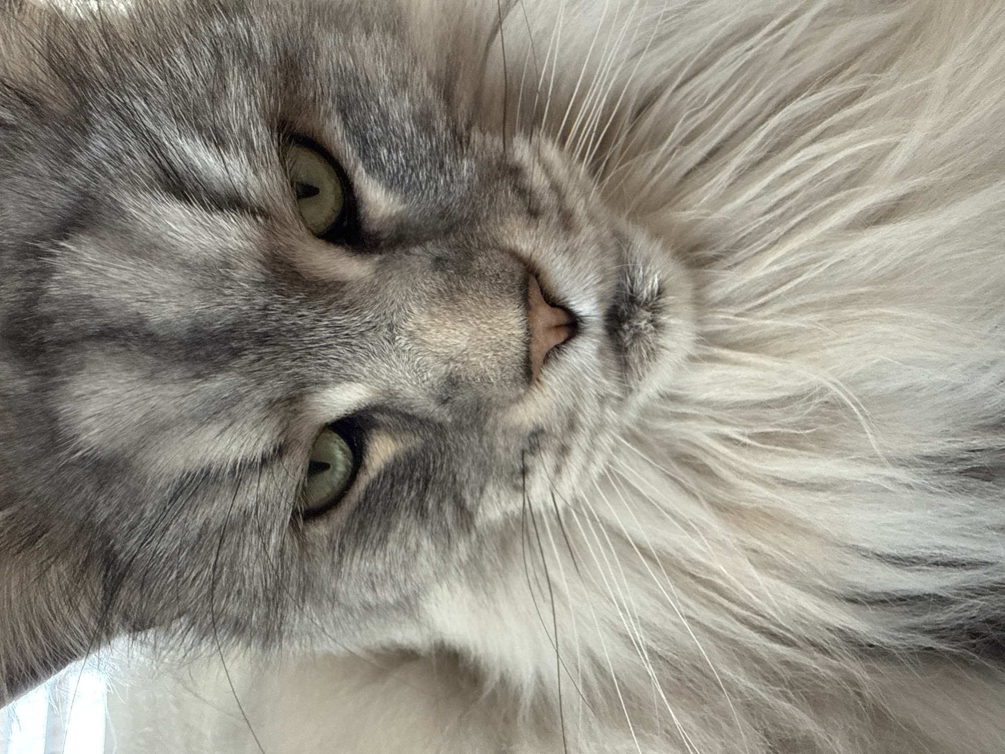 Maine Coon cat photographed multiple times in Haskovo, Bulgaria