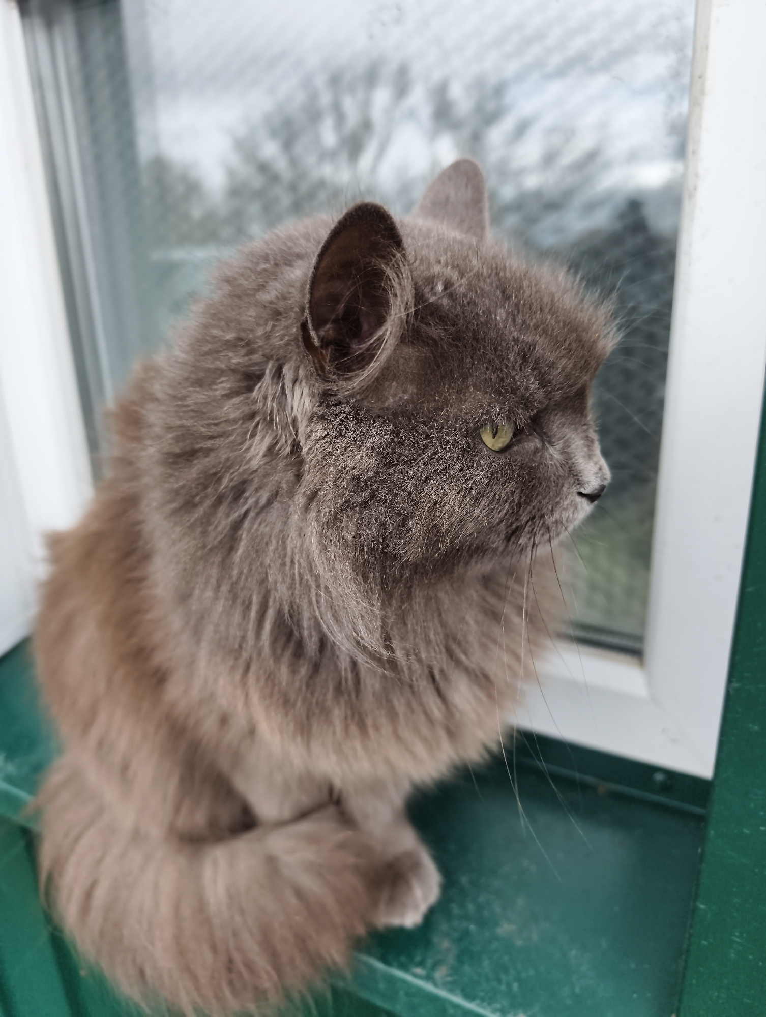 Gray cat spotted on windowsill in Balashov, Russia