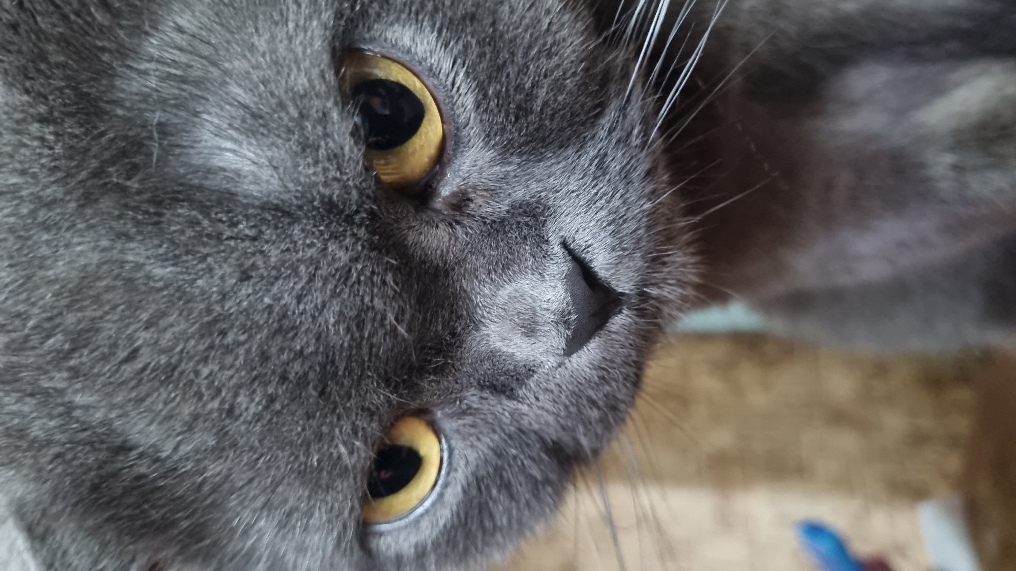 Scottish Fold cat photographed up close at home in Russia