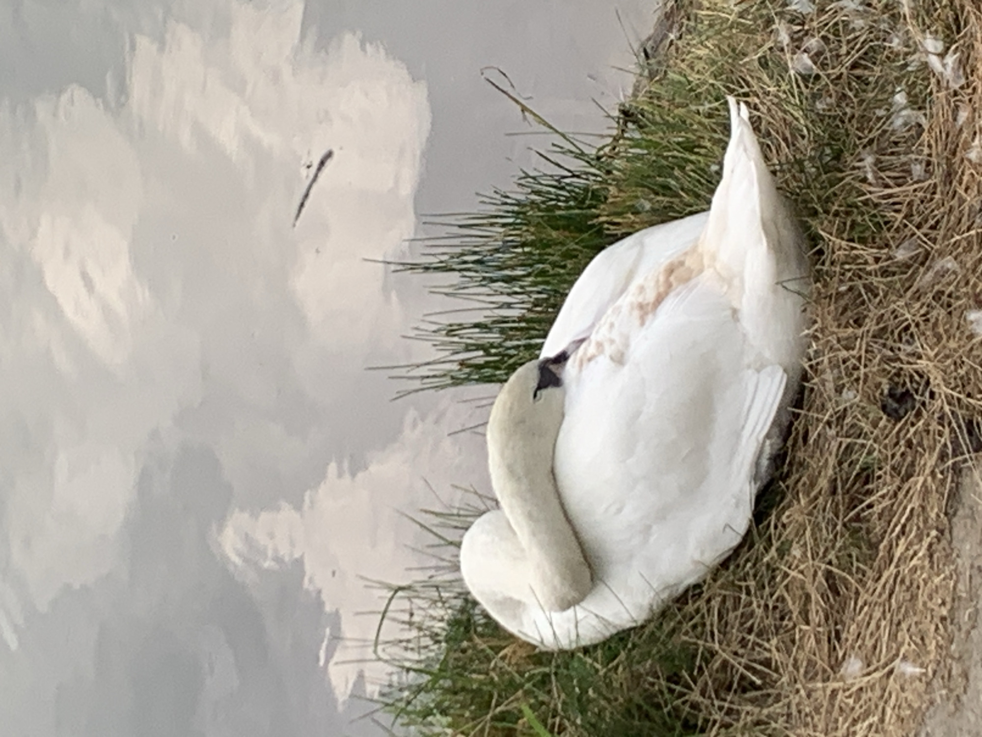 Wildlife and quiet streets along a Kolomyia lakeside