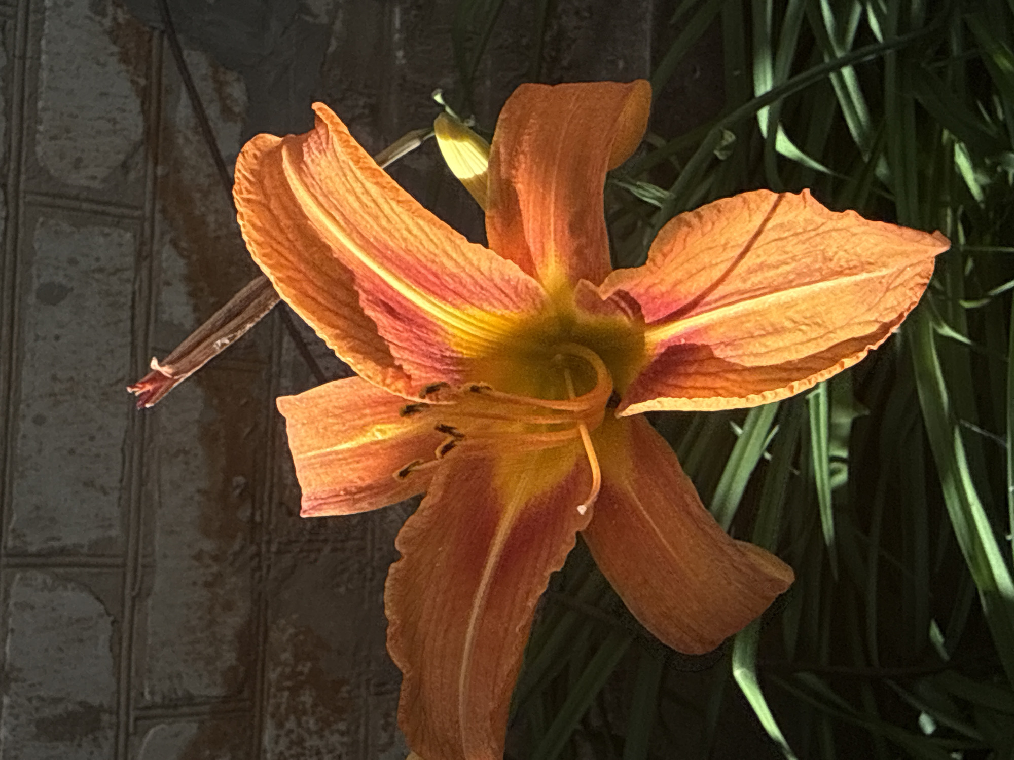 Orange lilies and a resting bee in a Ukrainian garden