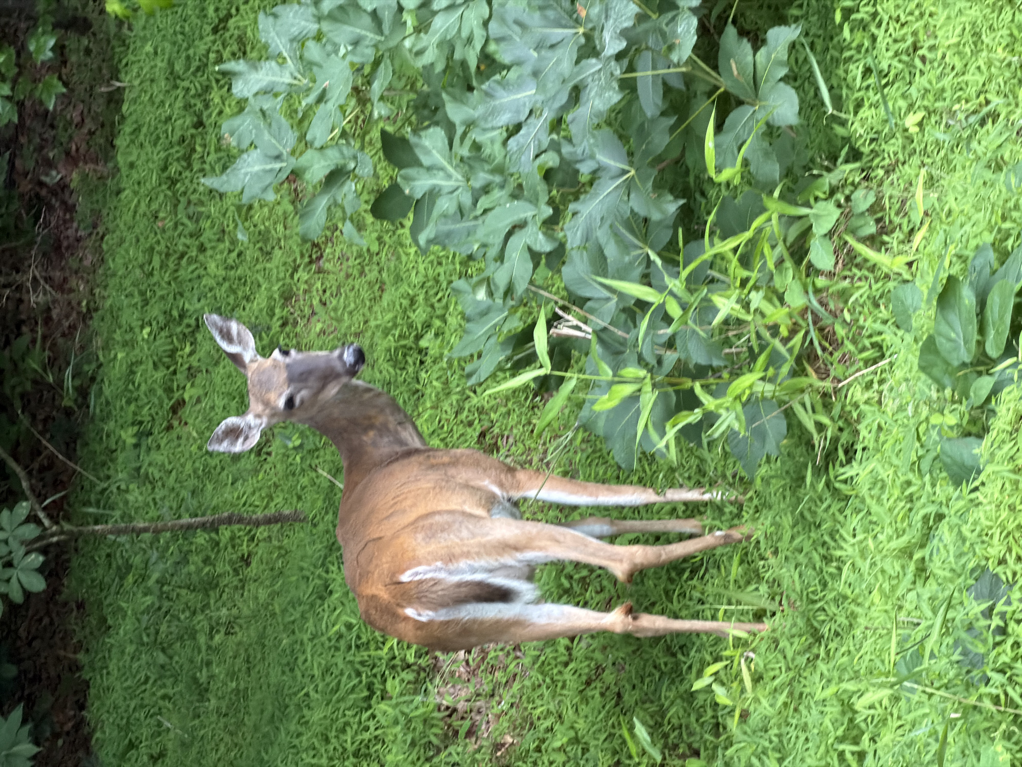 White-tailed deer spotted resting in Stone Mountain foliage