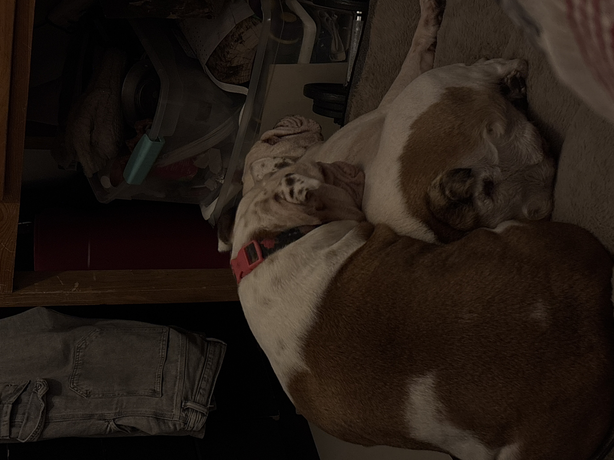 Bulldog rests on bed in Mexico City home