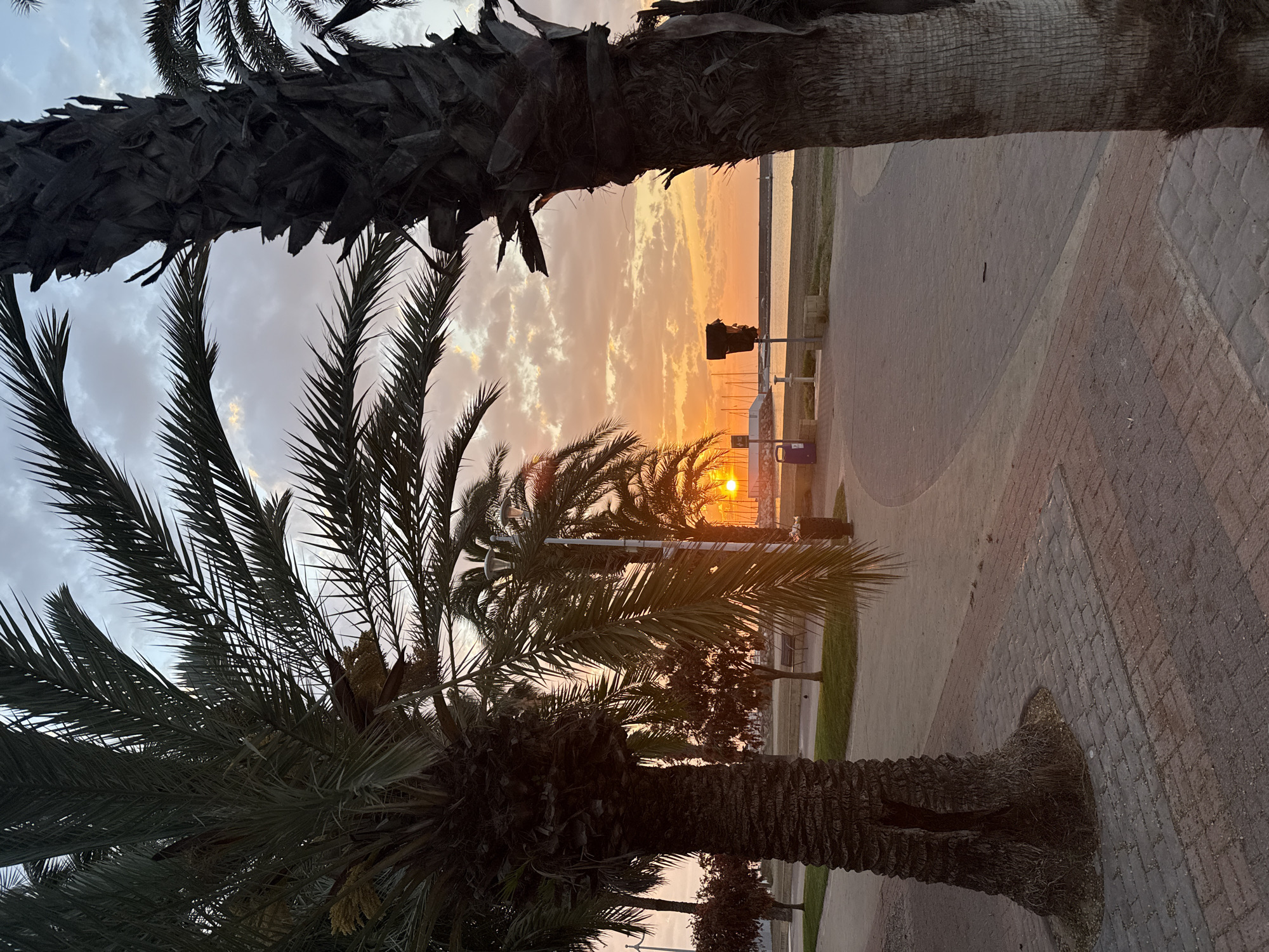 Sunset Through Palm Trees Observed Over Water