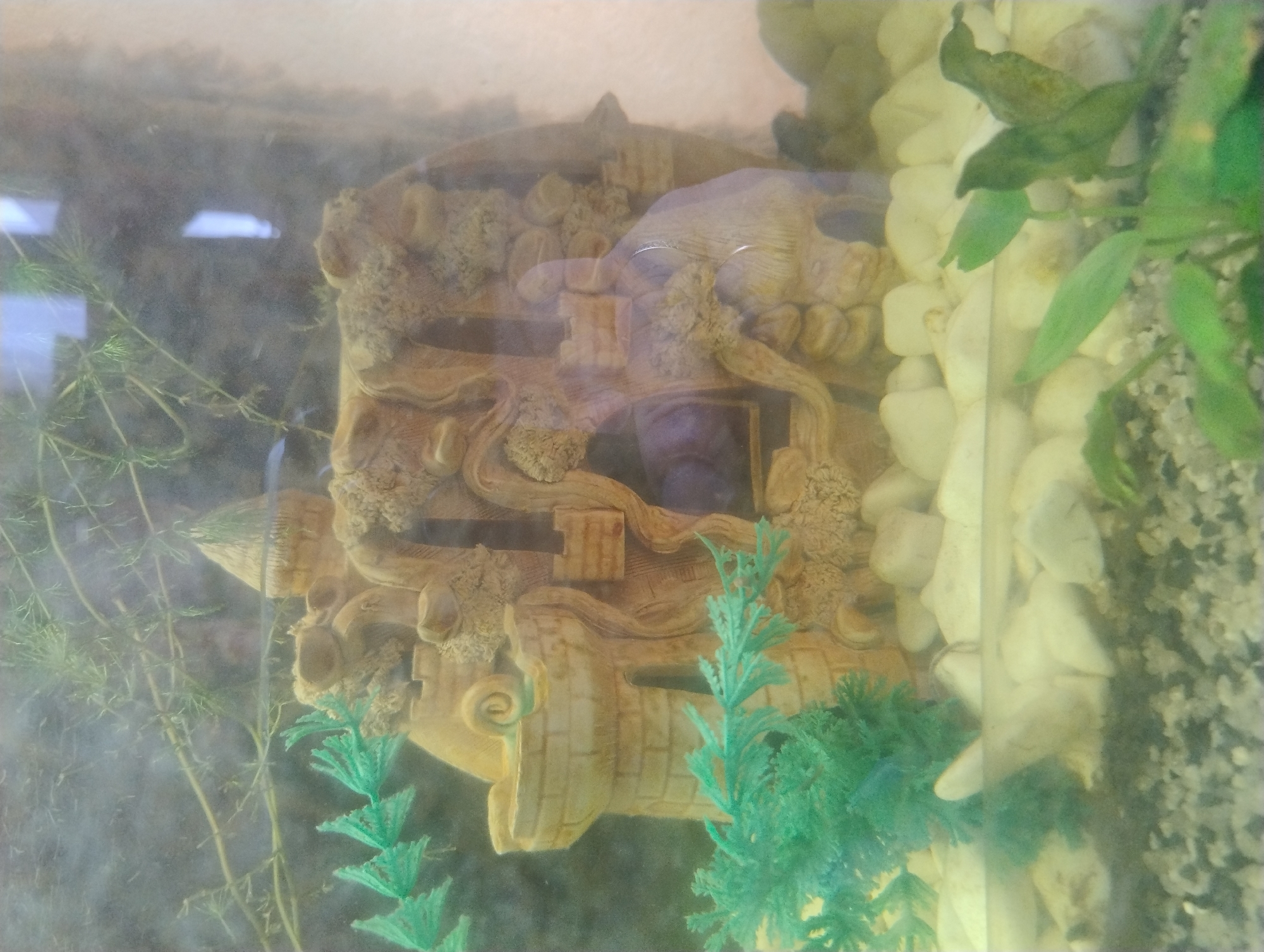 Home aquarium and garden flowers documented in Kropyvnytskyi, Ukraine