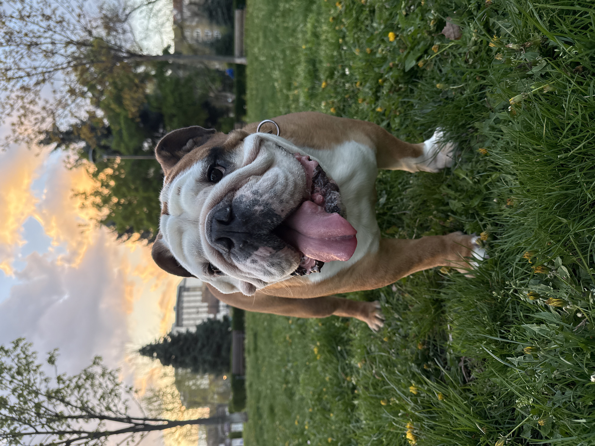 Bulldog spotted in urban park during evening hours