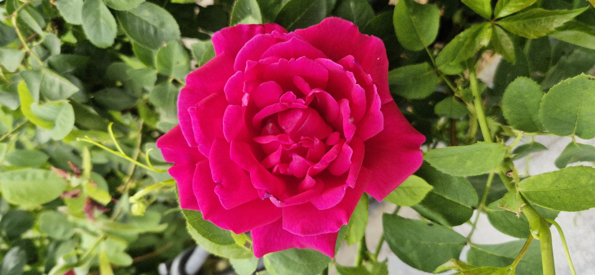 A stroll through a blooming garden in full summer color.