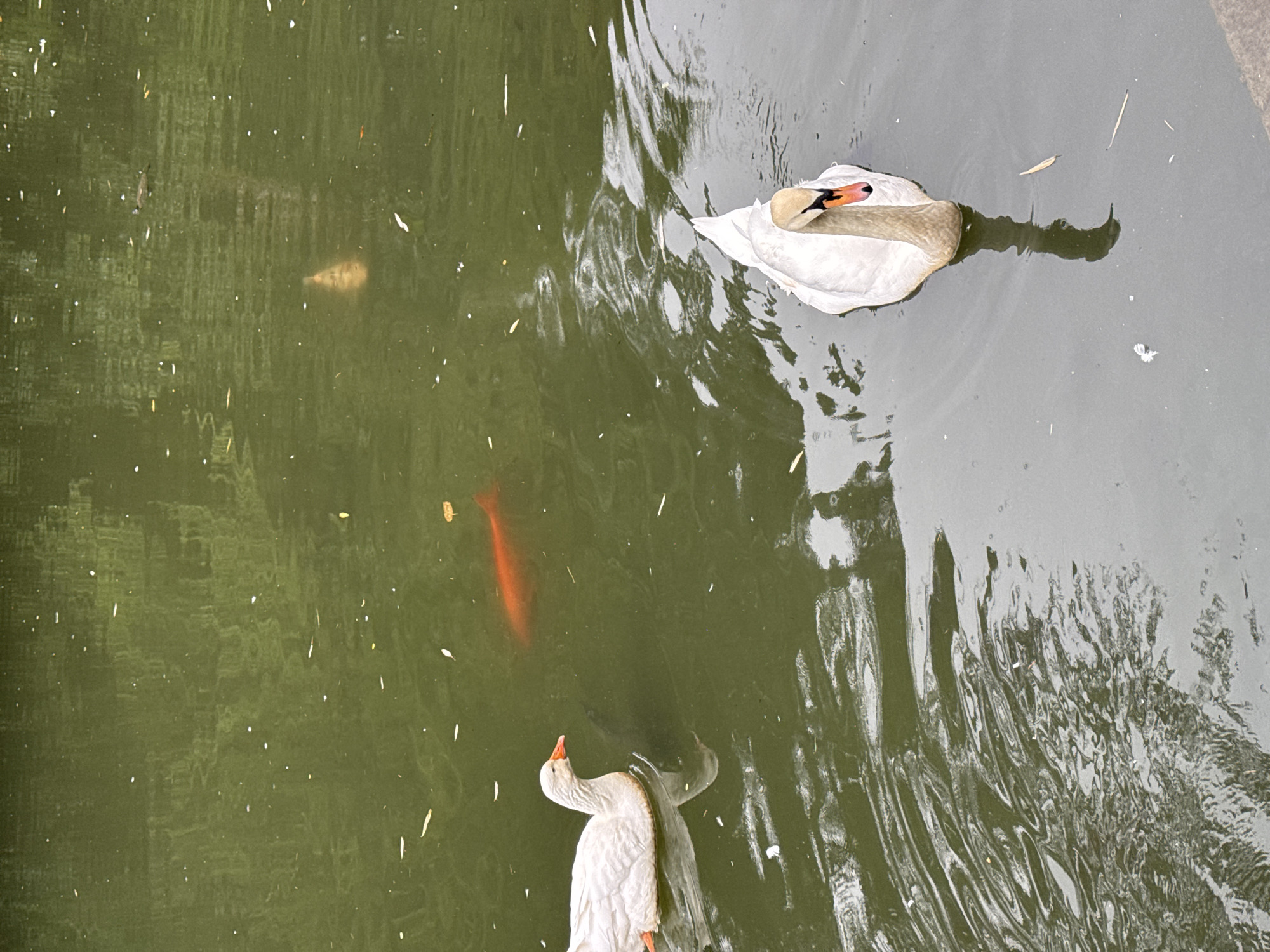 Family enjoys rainy morning park visit with waterfowl in Sirius