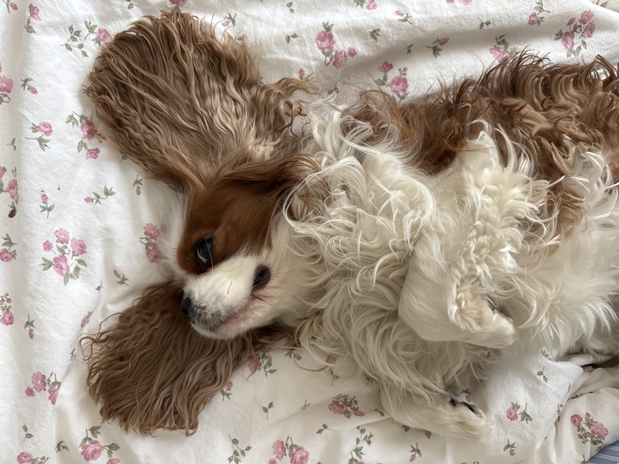 Cavalier King Charles Spaniels photographed resting in Moscow home