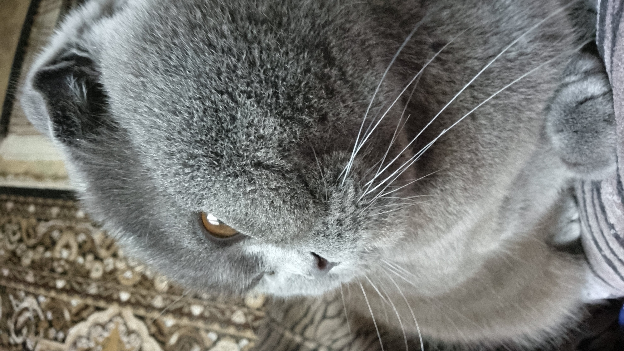 Grey Scottish Fold cat photographed up close, multiple angles