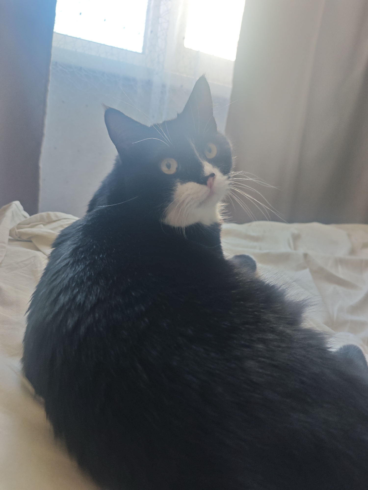 Black and white cat chills at home, multiple angles