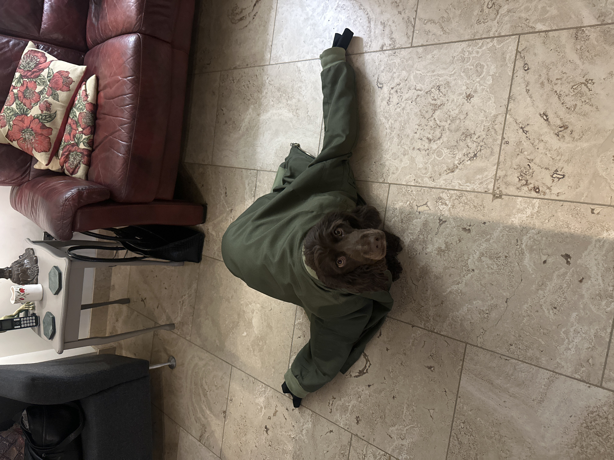 Dog Spotted Wearing Green Jacket on Floor in Wealden