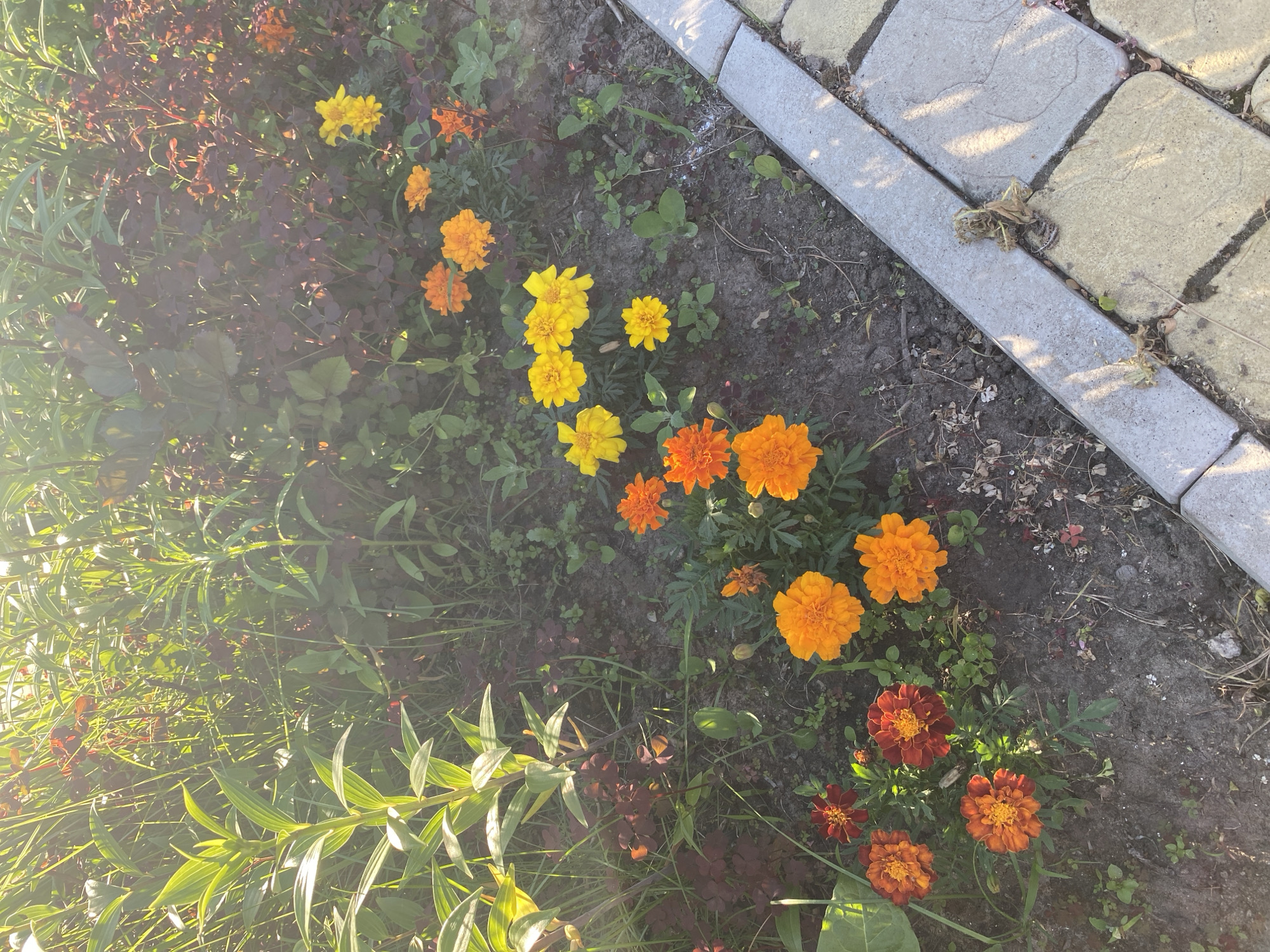 Garden tour documented across residential Volzhsk neighborhoods