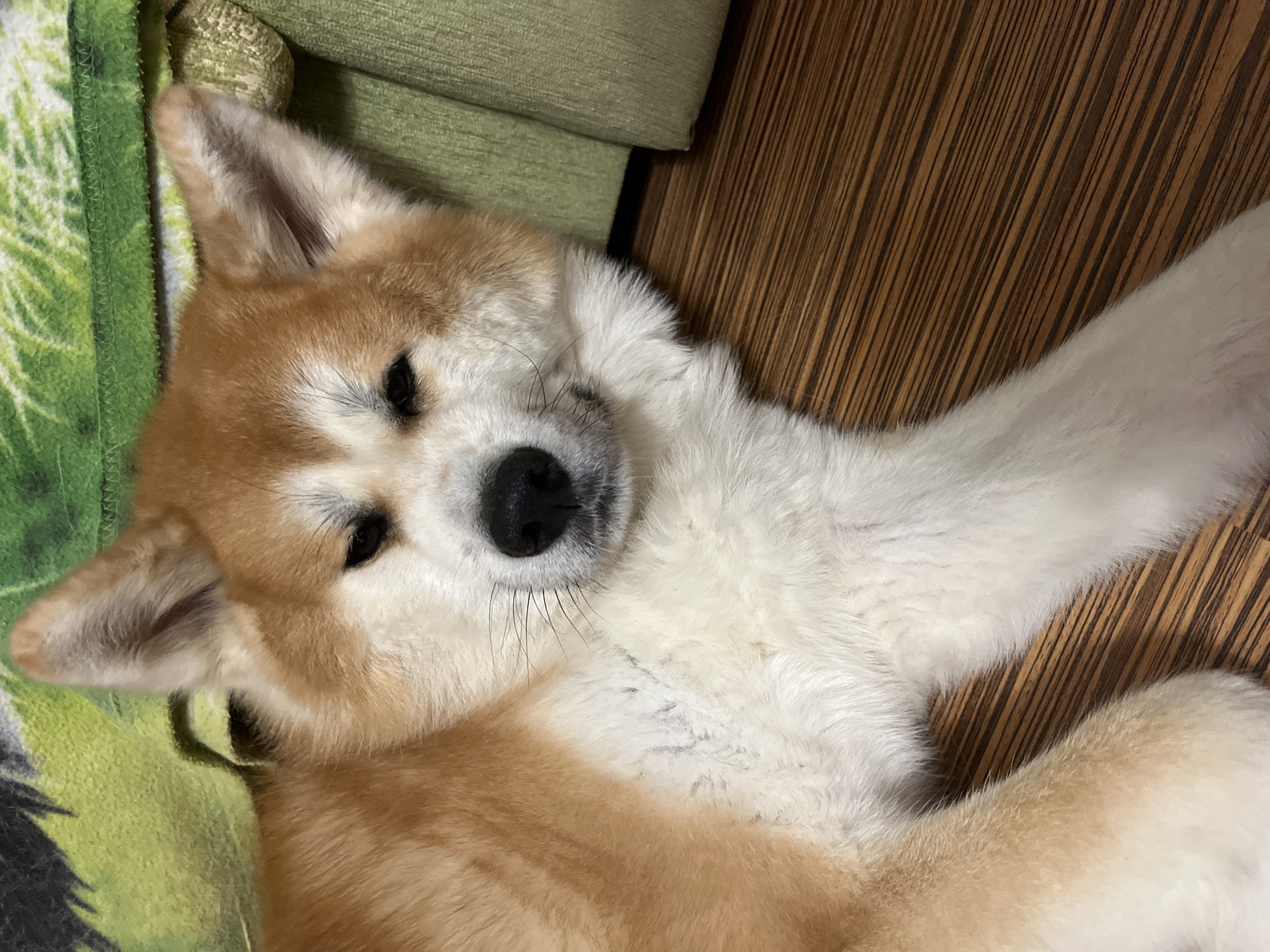 Person reviews vintage family photos with sleeping dog nearby