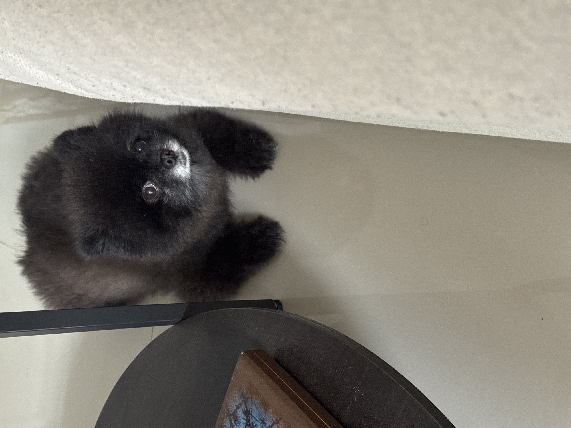 Black Pomeranian at home in Kathu, floor and couch moments