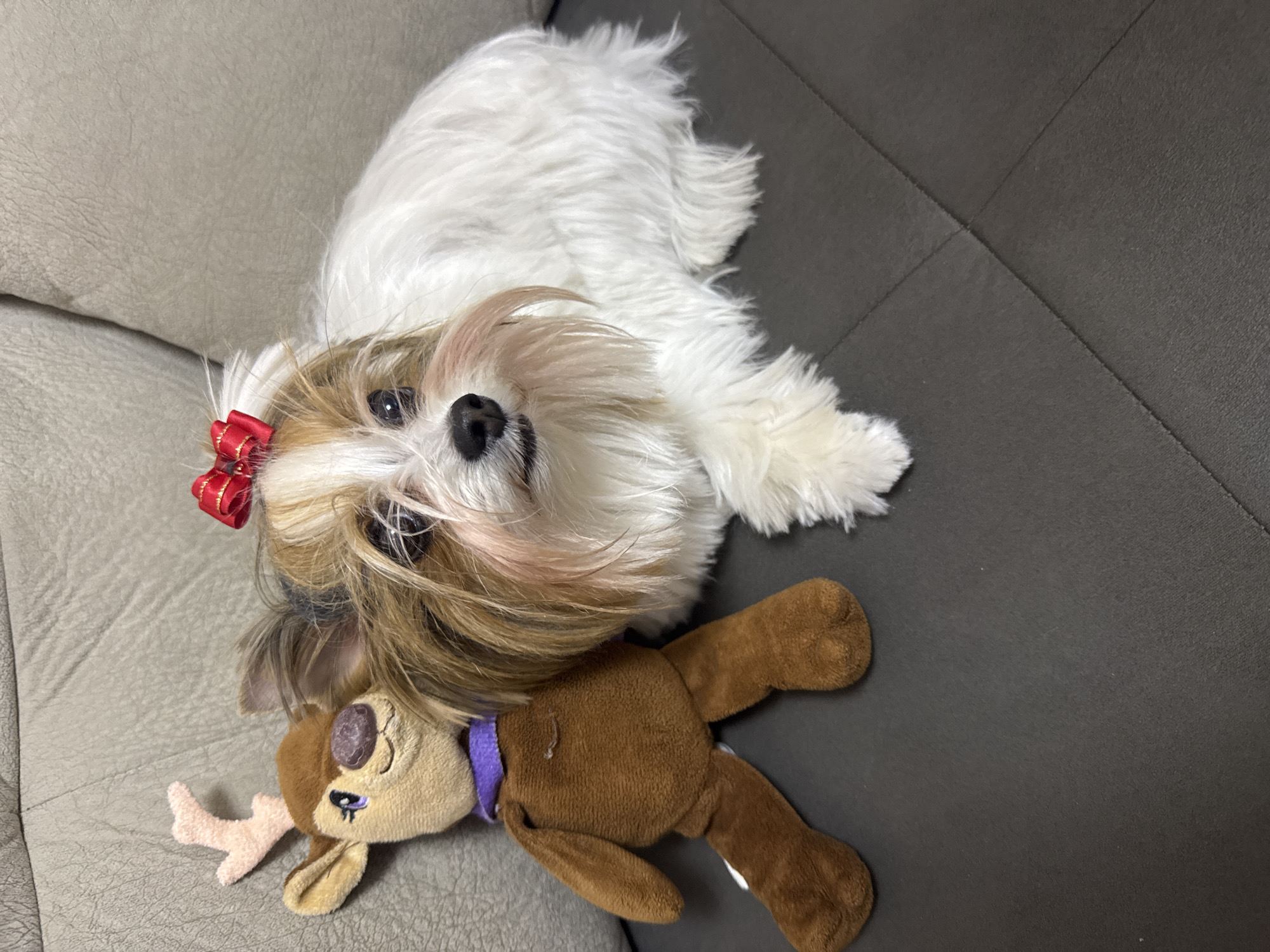Shih Tzu with red bow rests on couch in Plovdiv
