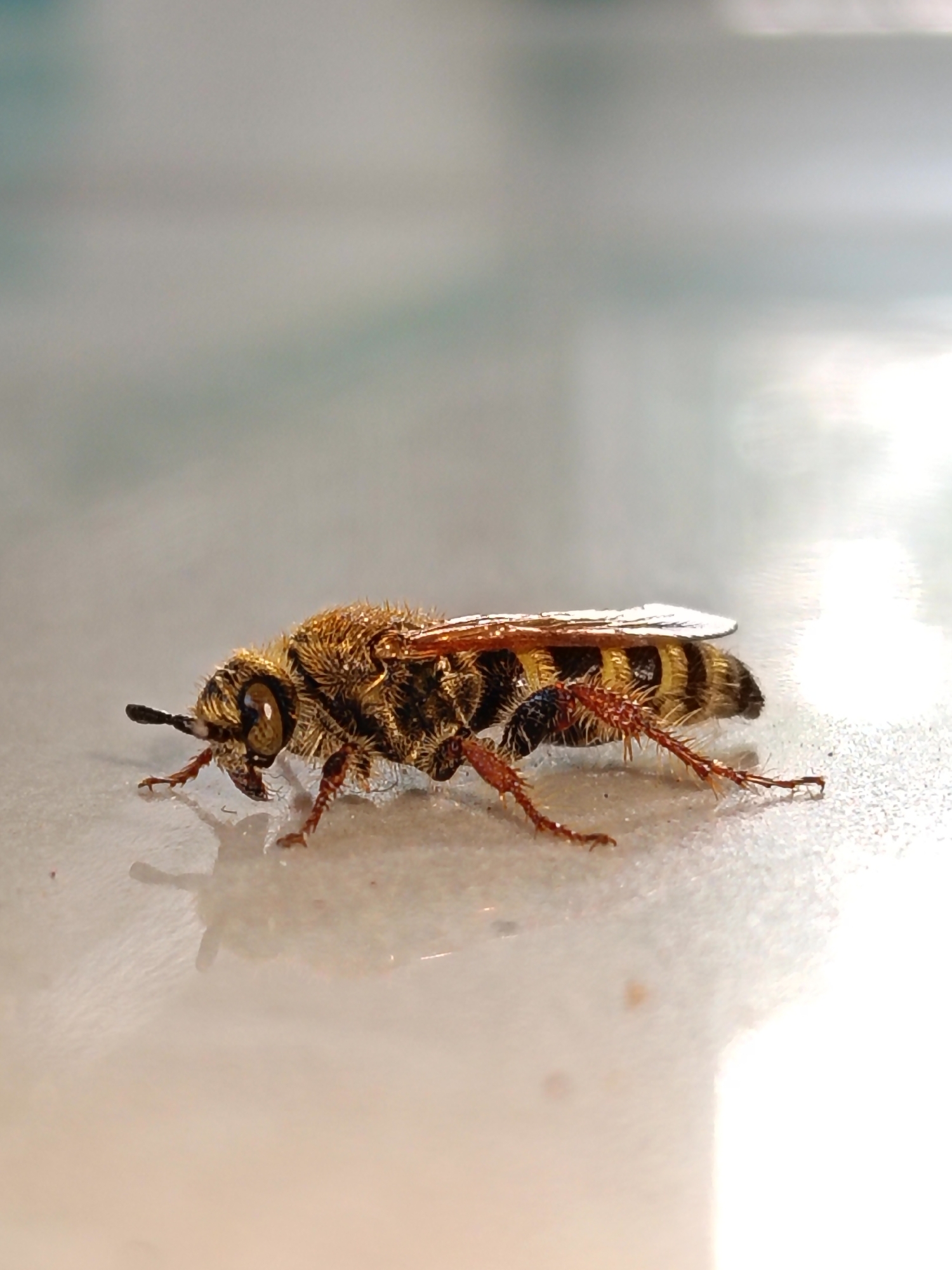 School children play outdoors while bee visits Lhokseumawe campus