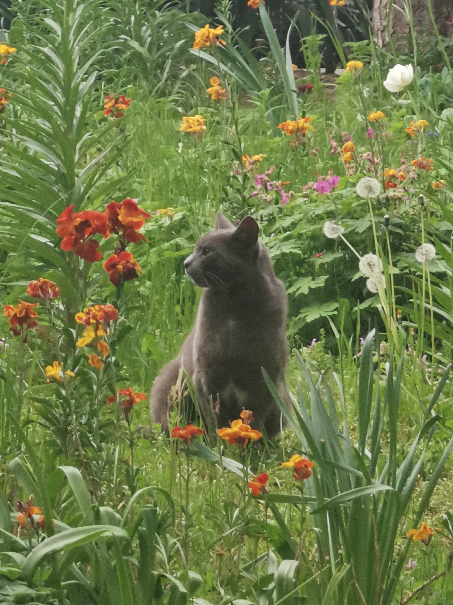 Grey cat spotted among wildflowers in Varna garden