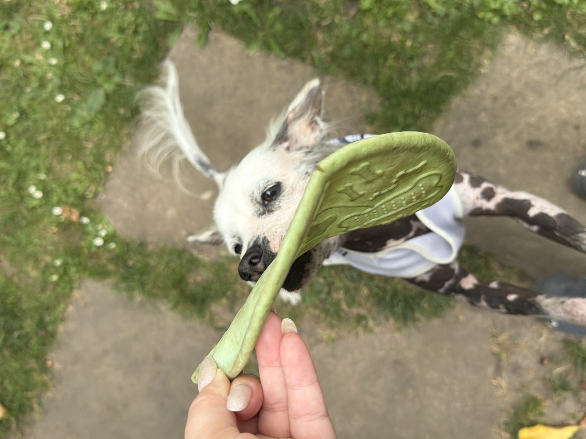 Dogs and garden life in a Kozova backyard, summer afternoon