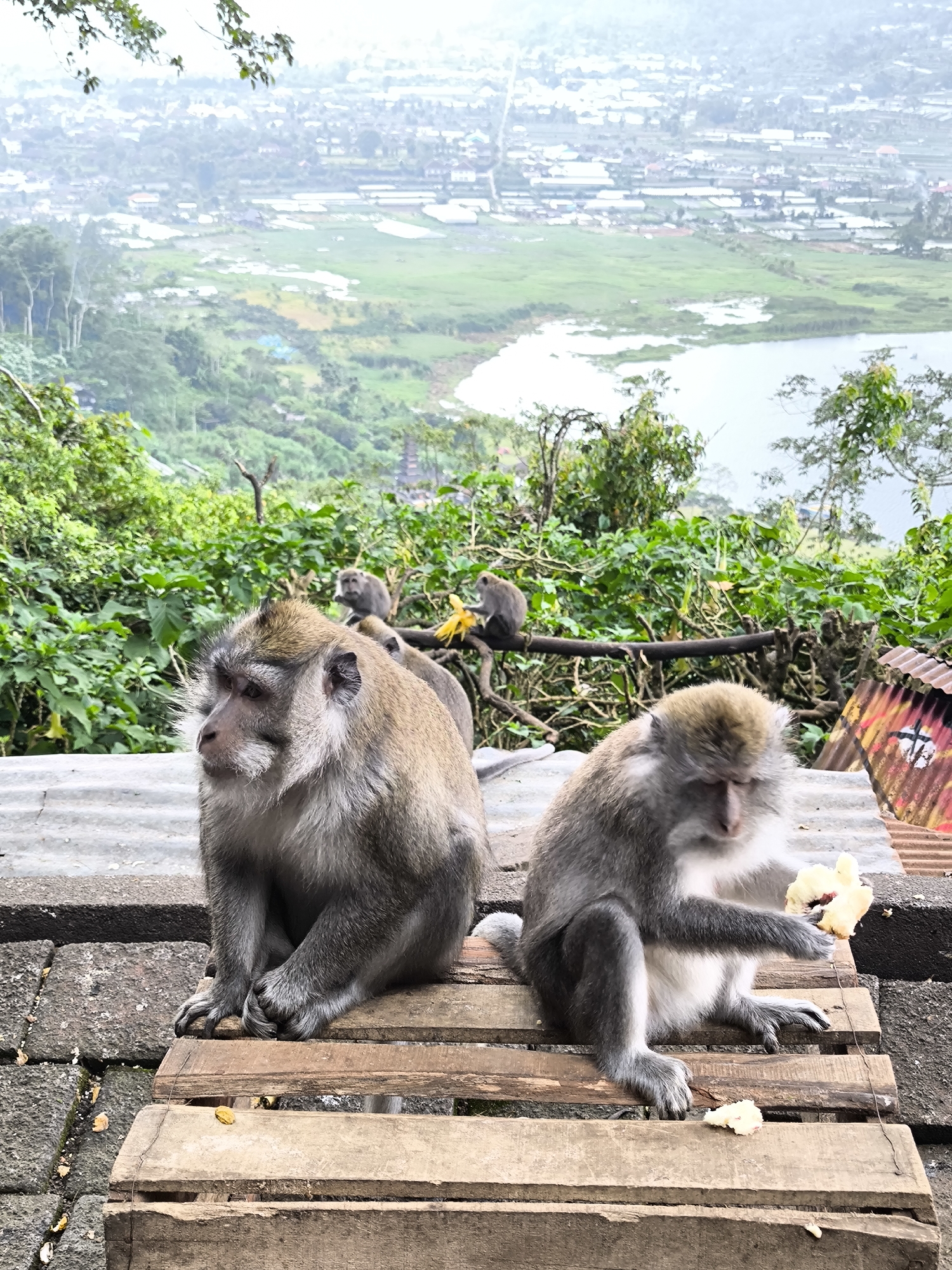 Macaques snacking at a Bali lake viewpoint in Sukasada