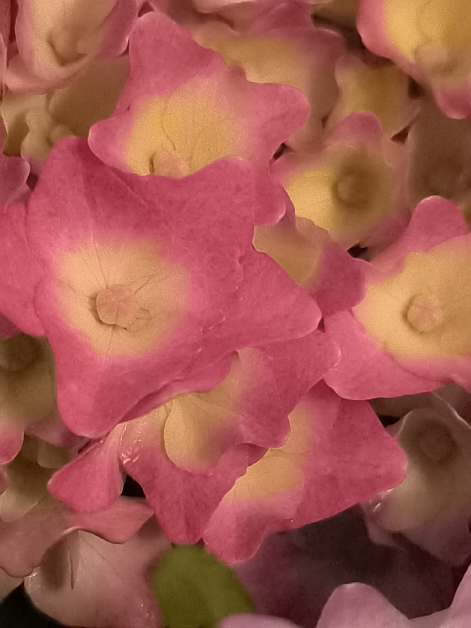 Garden flowers, a sleepy dog, and backyard details in rural Lithuania