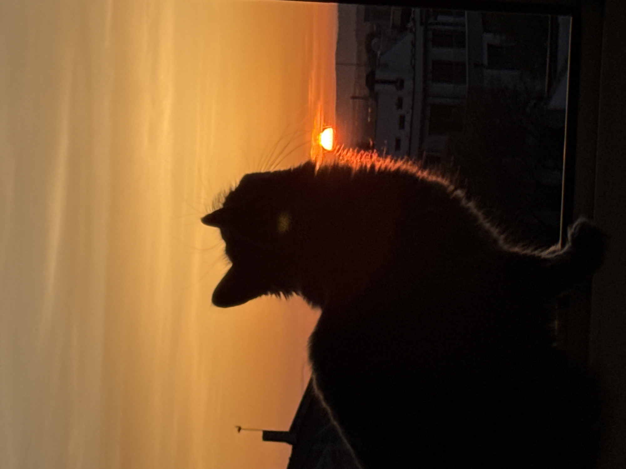 Cat watches sunset from Varna window, art session documented