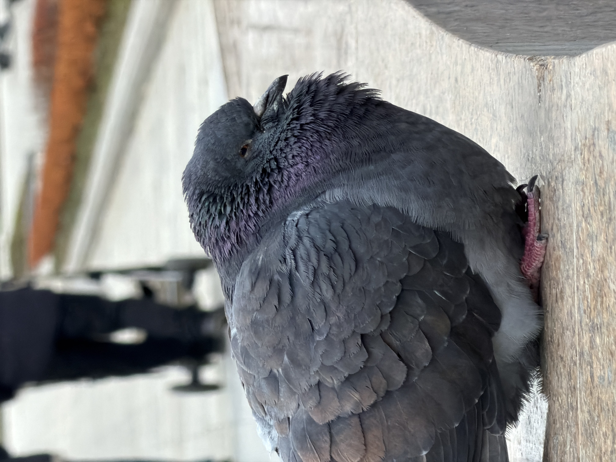 Pigeons rest near stone fountain in Moscow park