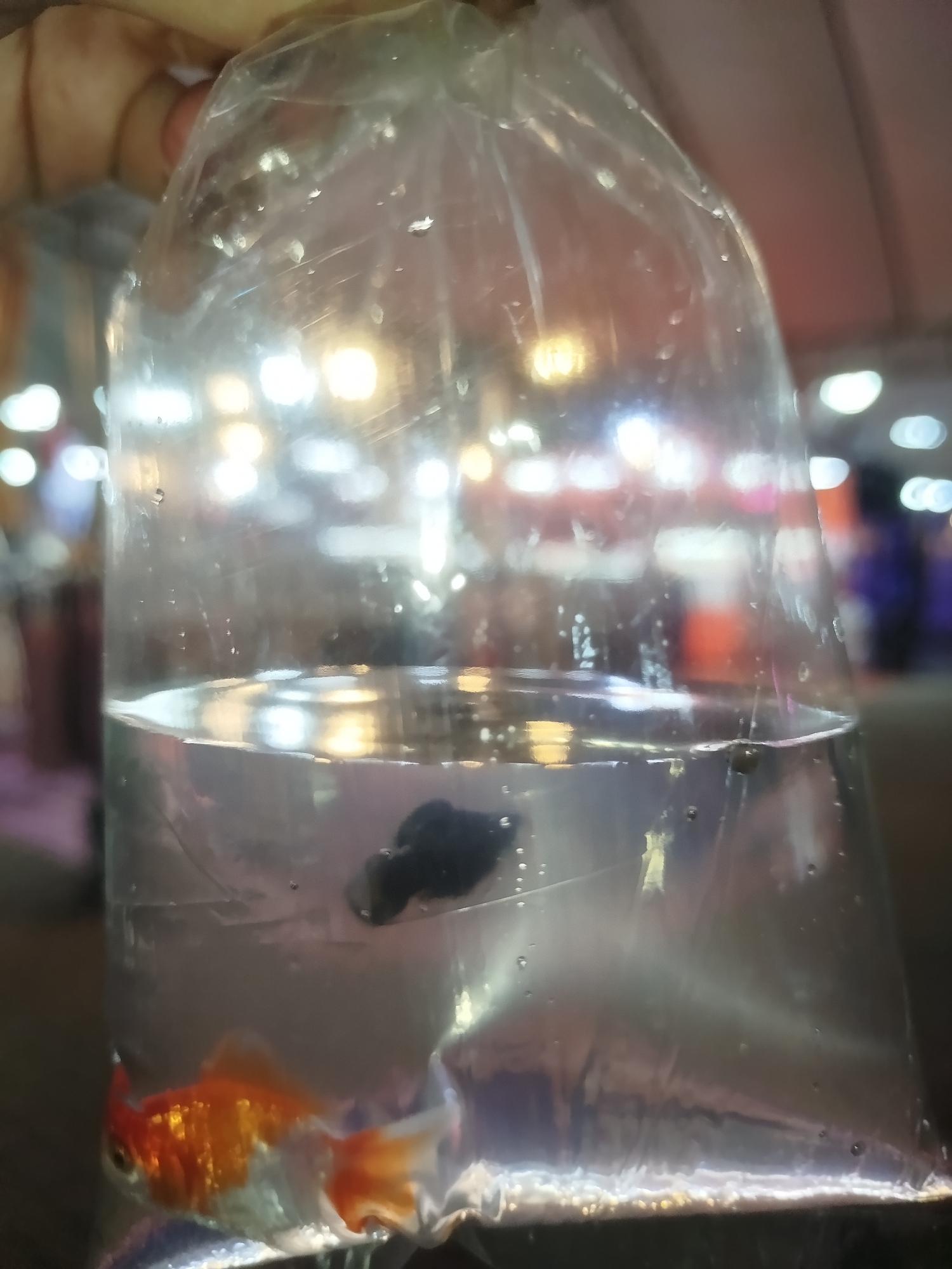 Fish handling observed in containers at Phuket location