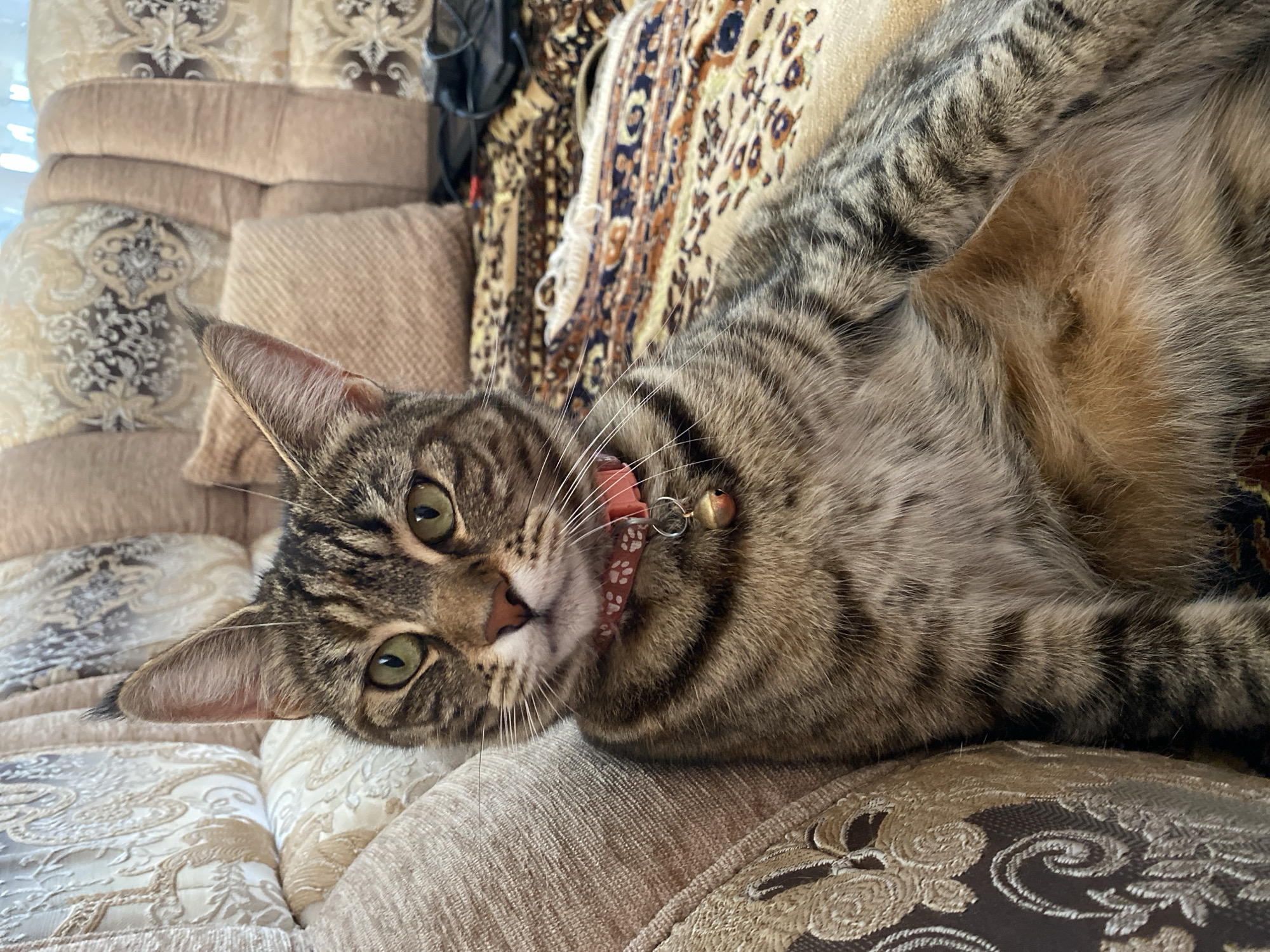 Tabby cat at home in Maykop, doing tabby cat things