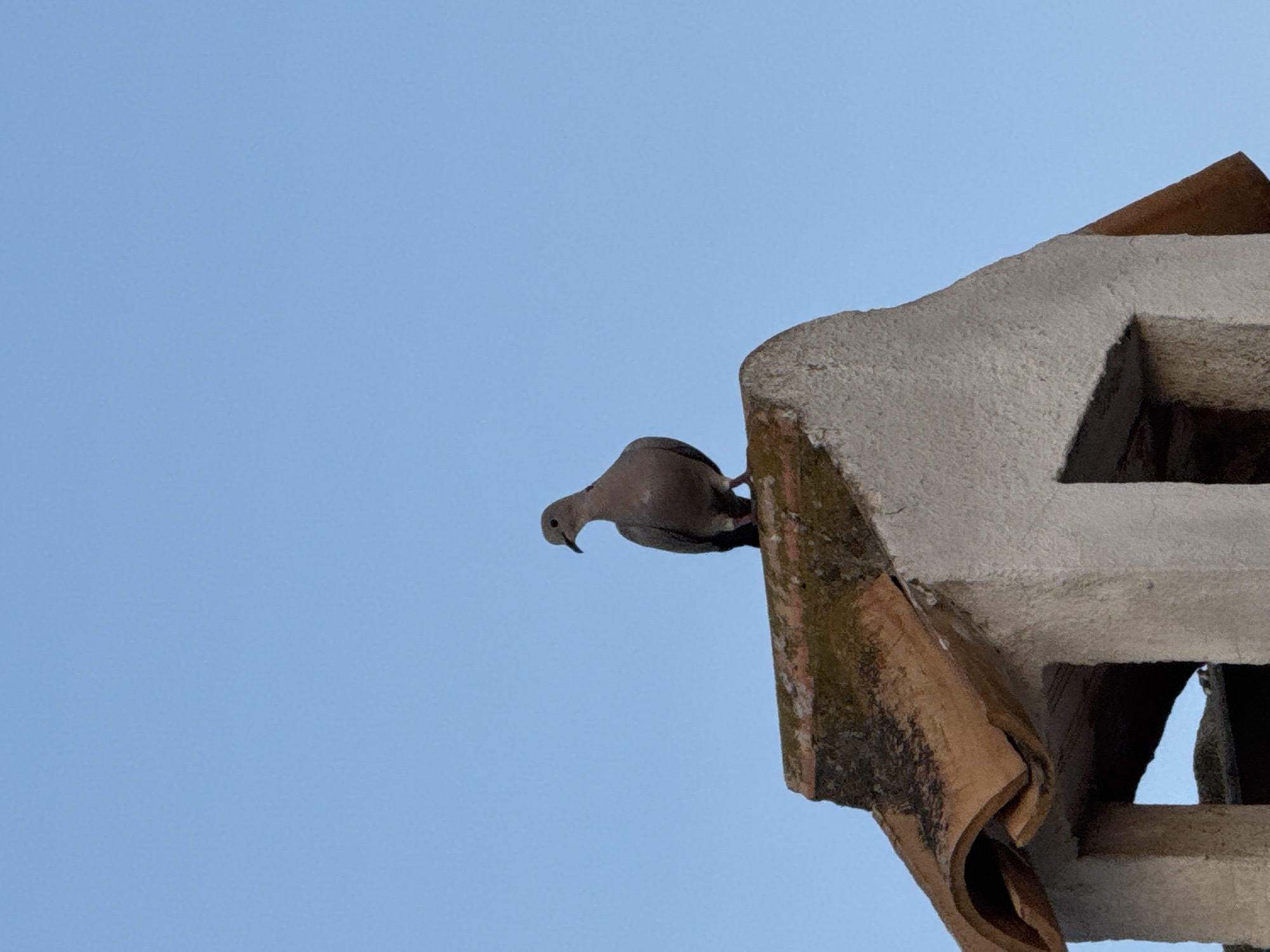 Birds, blooms, and rooftops in a Torrevieja neighborhood at dusk