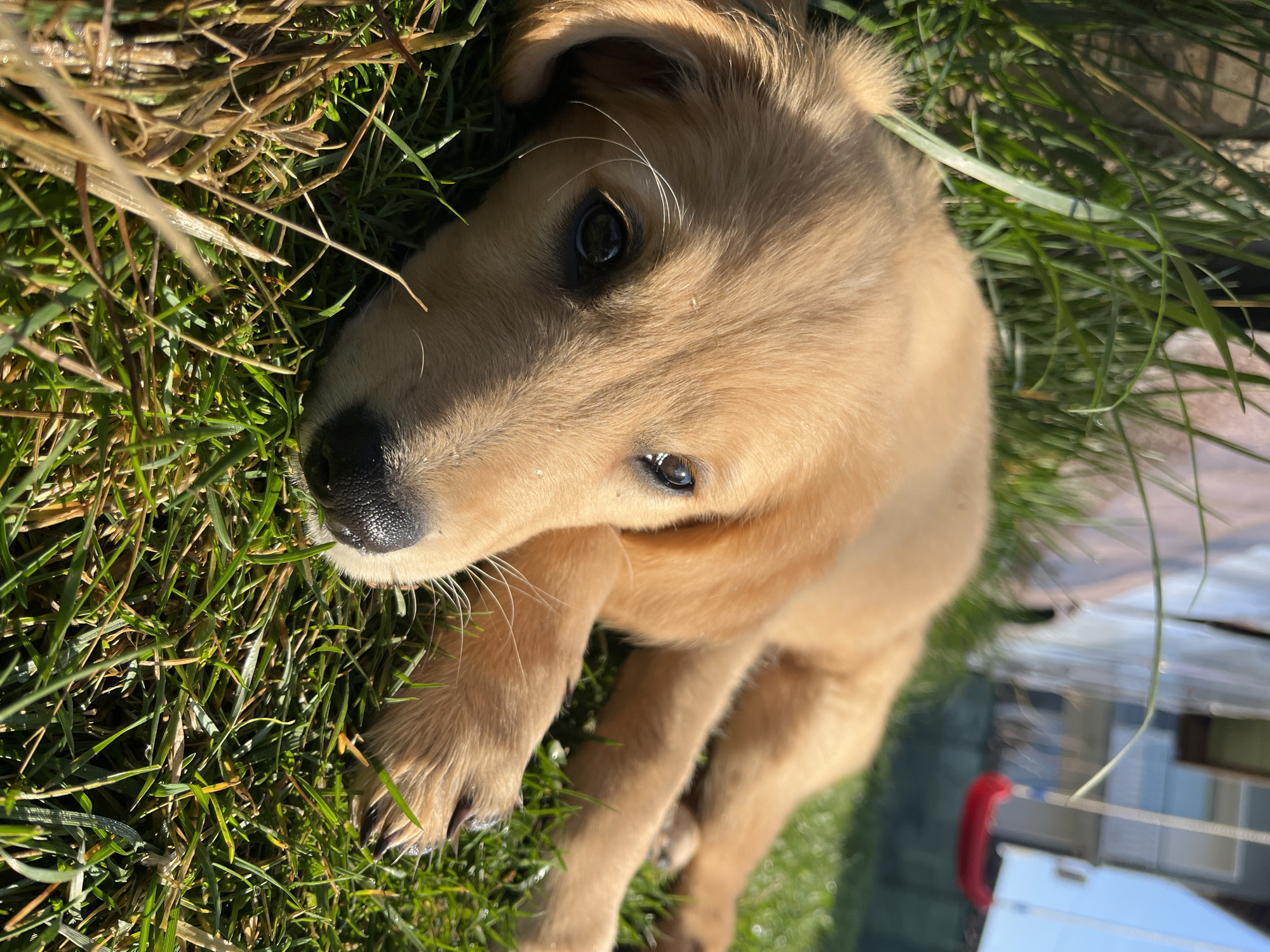 Spring morning scenes captured in Kostinbrod: puppy and blossoms