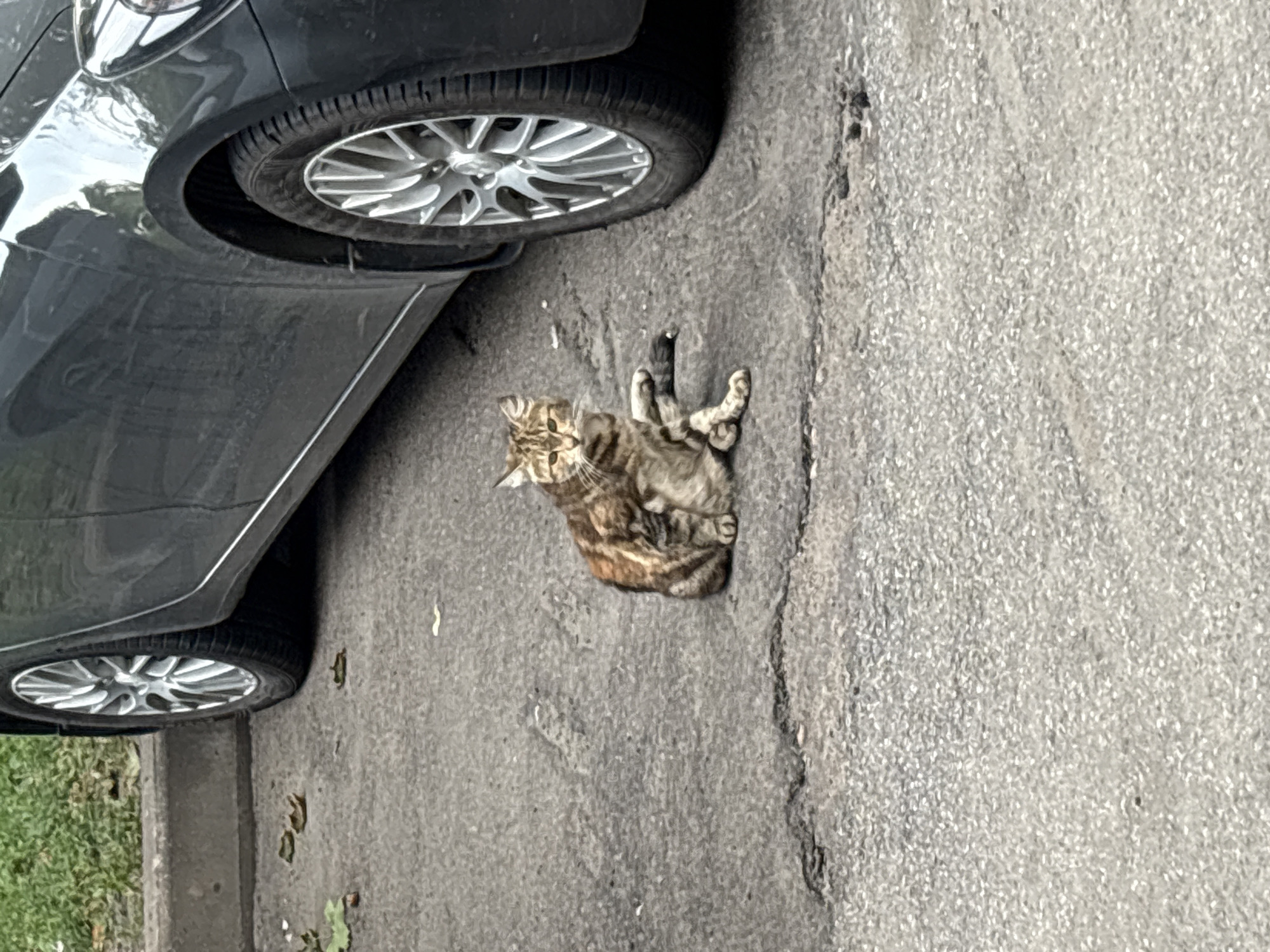 Cats, streets, and everyday life in Saint Petersburg