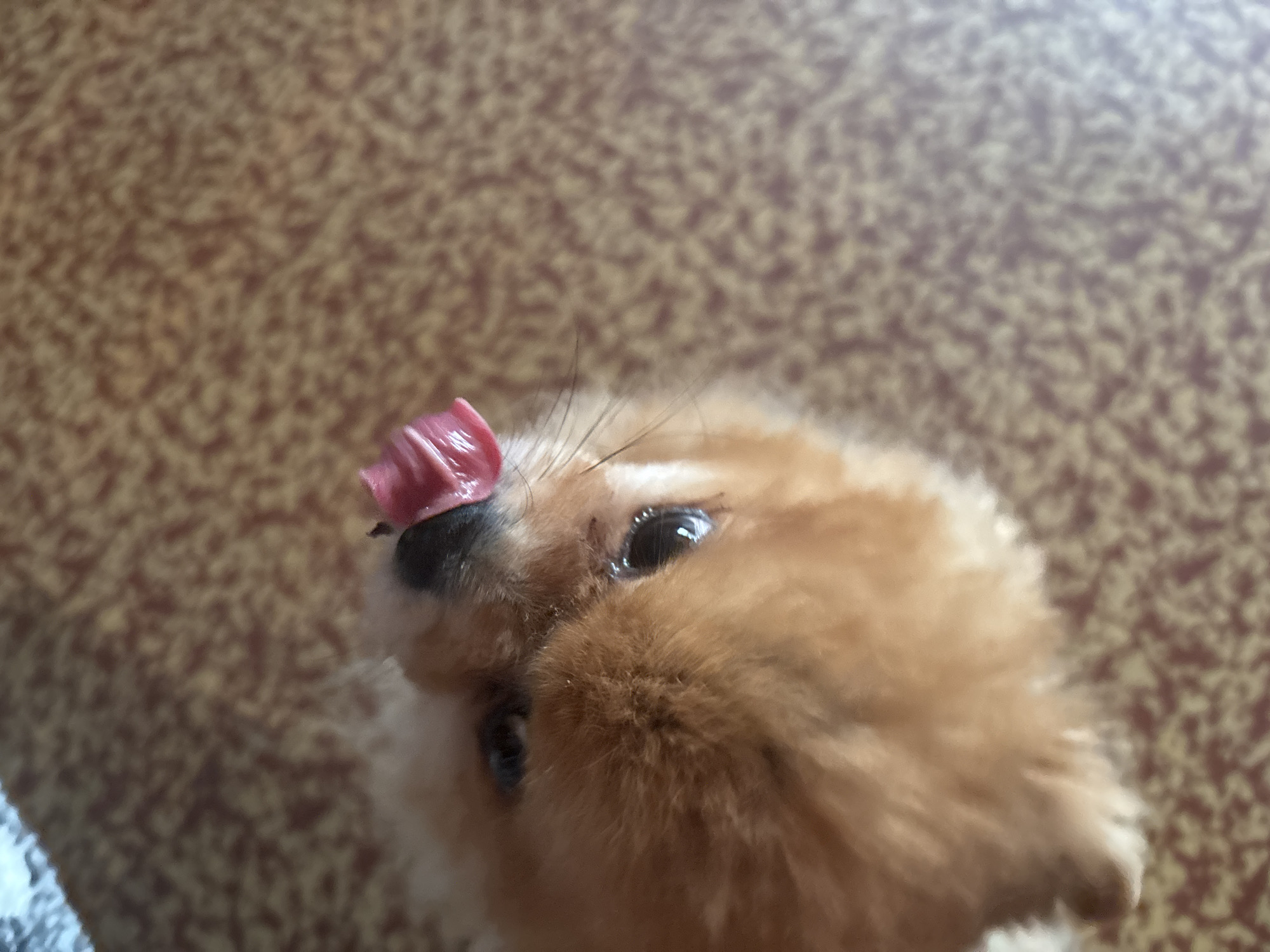 Pomeranian dog featured in domestic afternoon memories in Engels