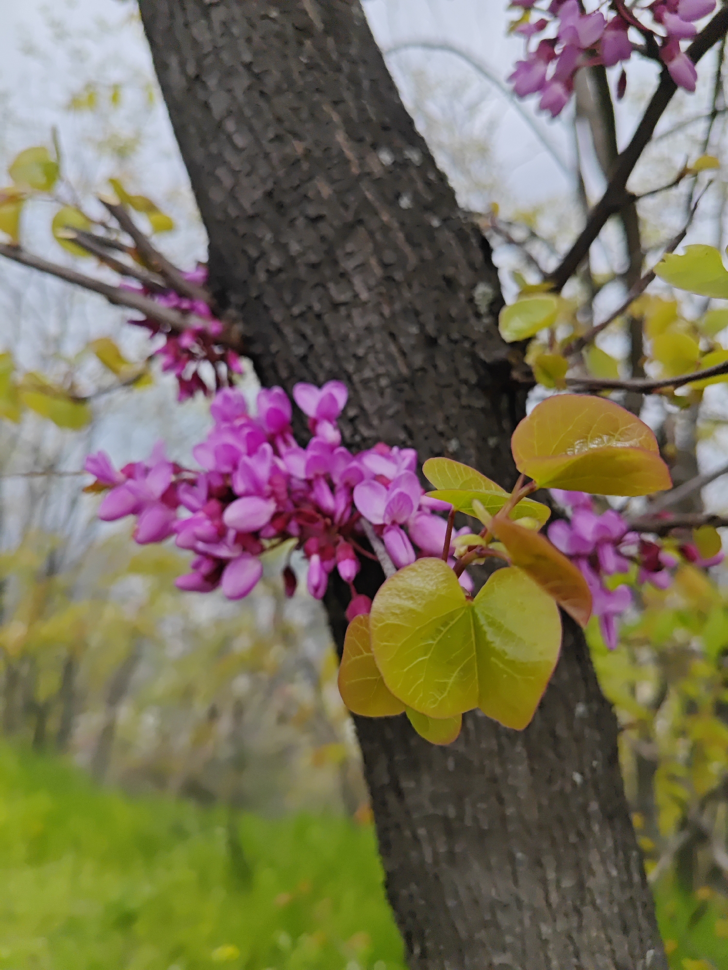 Spring blooms and butterflies observed in Plovdiv wildflower fields
