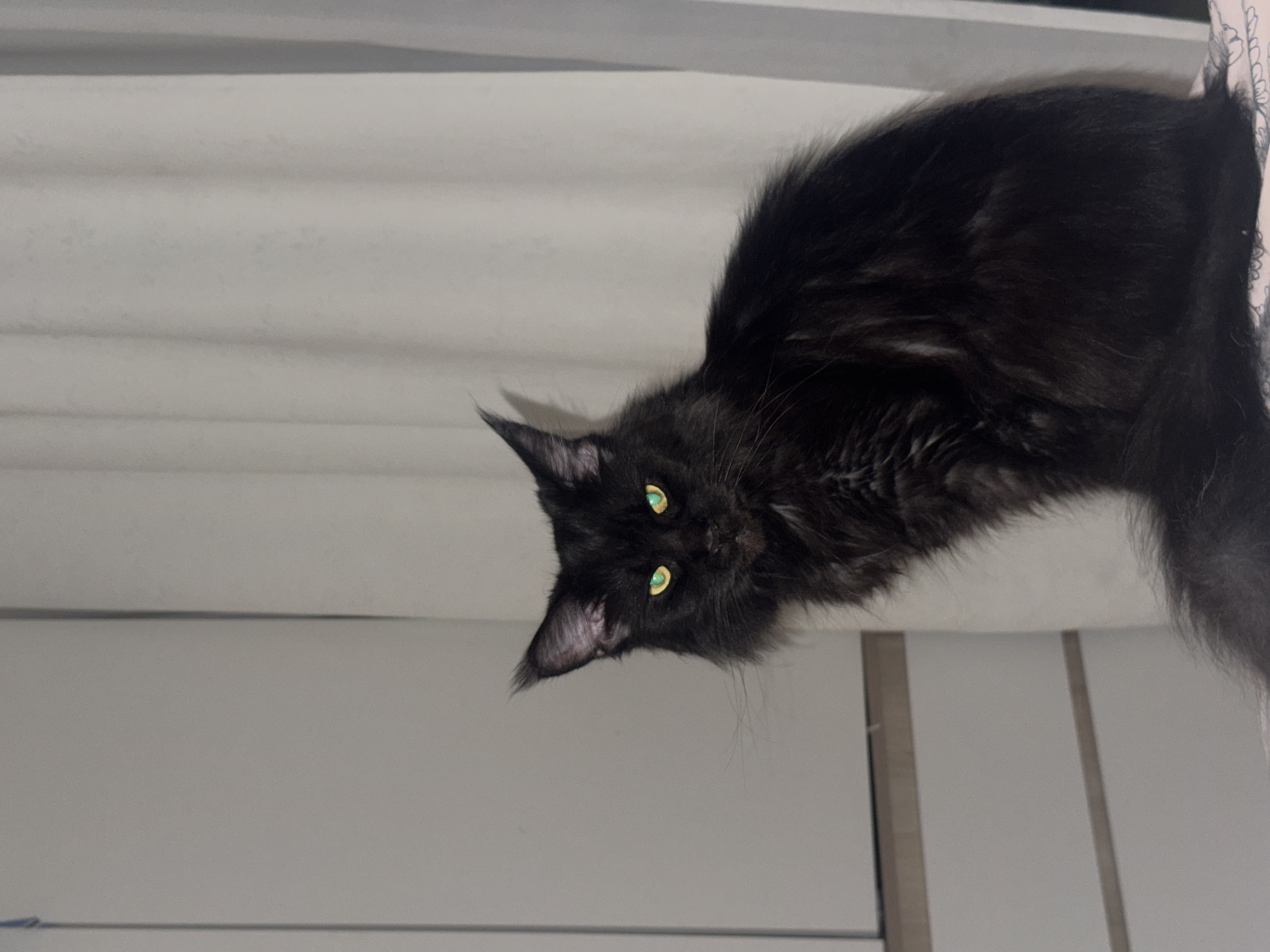 Black cat spotted in multiple indoor locations in Sirius